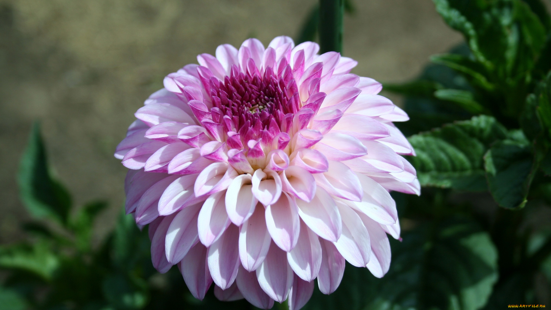 цветы, георгины, круглый, розовый