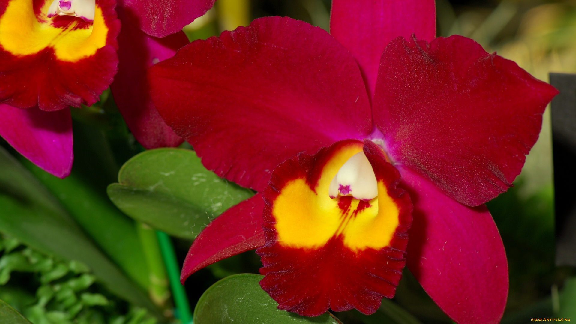 цветы, орхидеи, экзотика, лепестки, красный