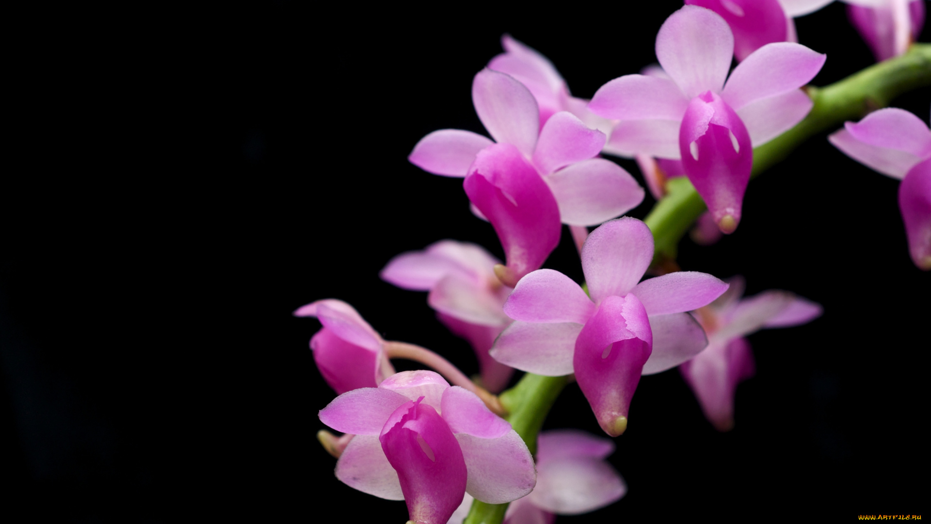 цветы, орхидеи, ветка, розовый