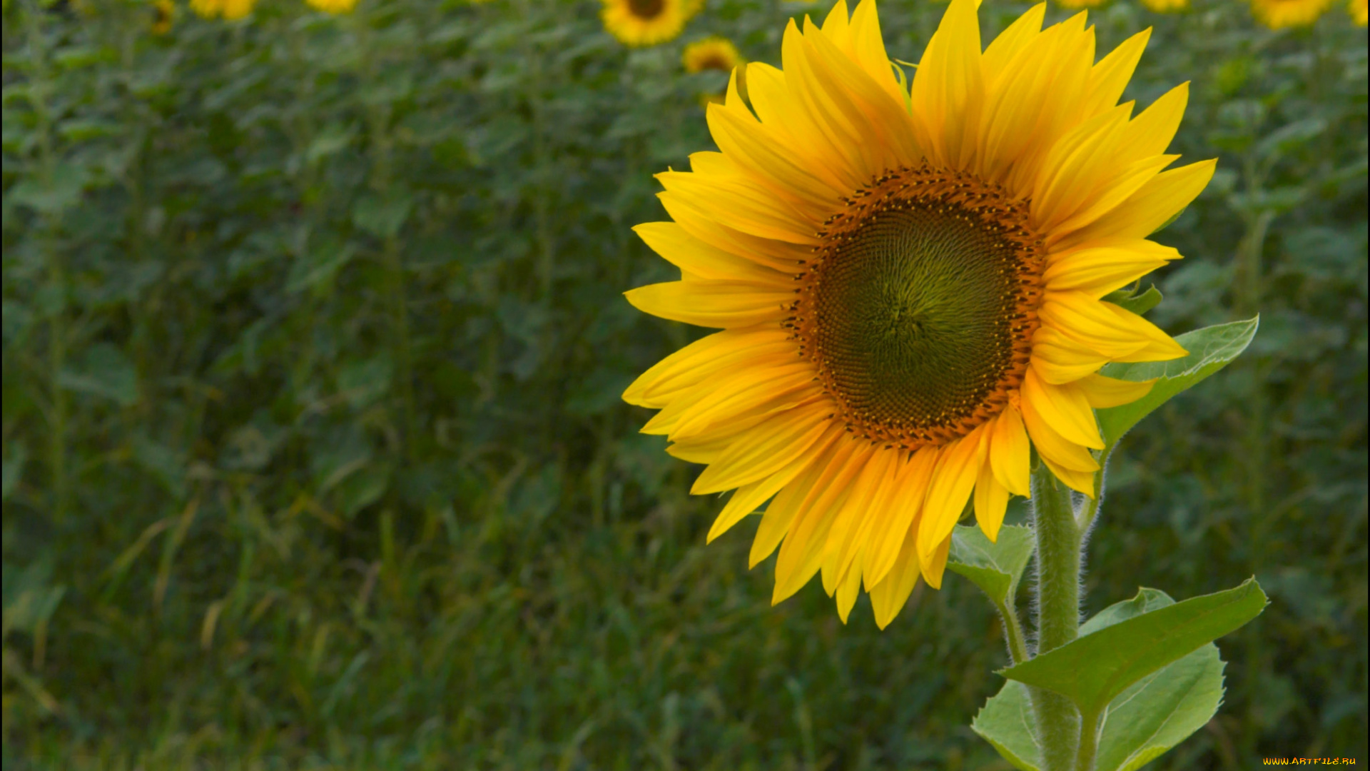 цветы, подсолнухи