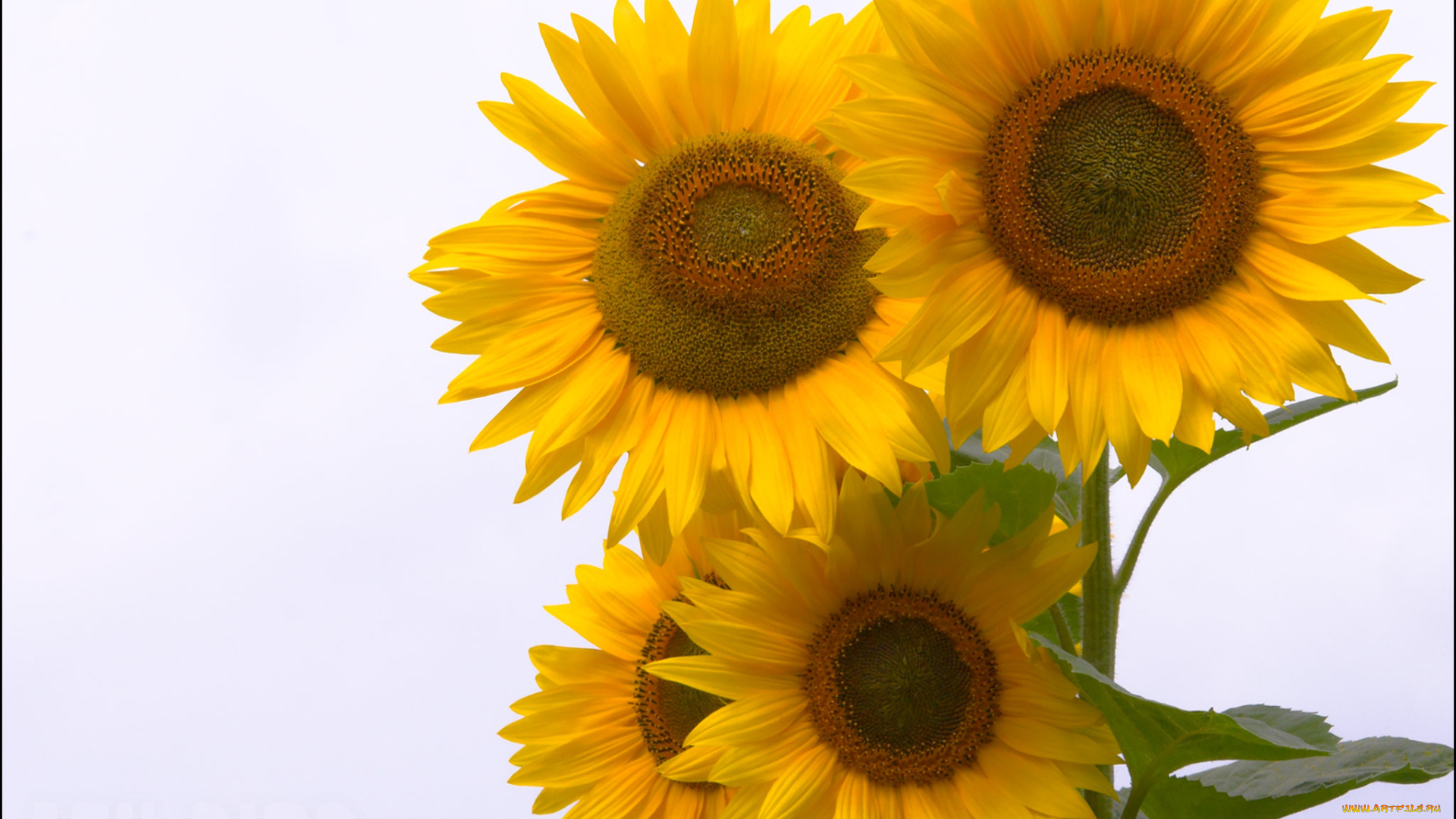 цветы, подсолнухи