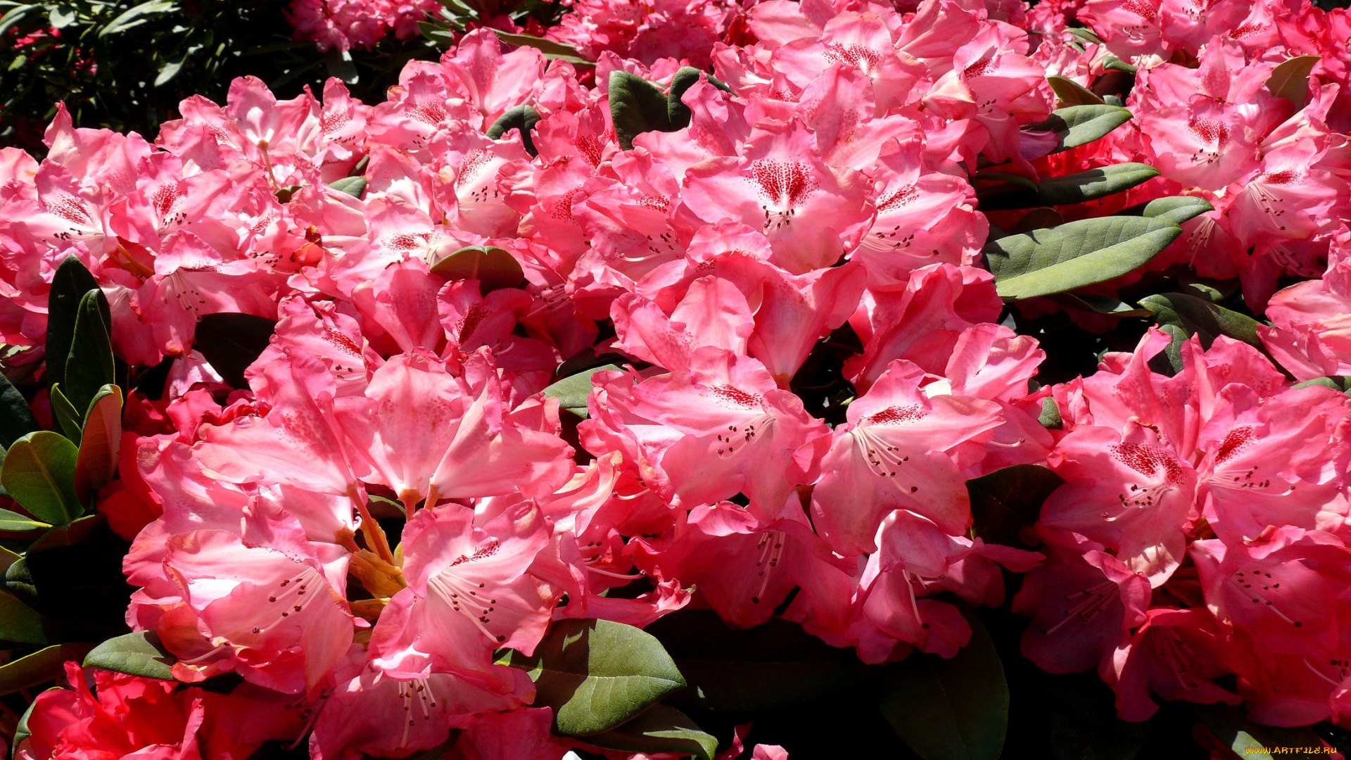 цветы, рододендроны, азалии, лепестки
