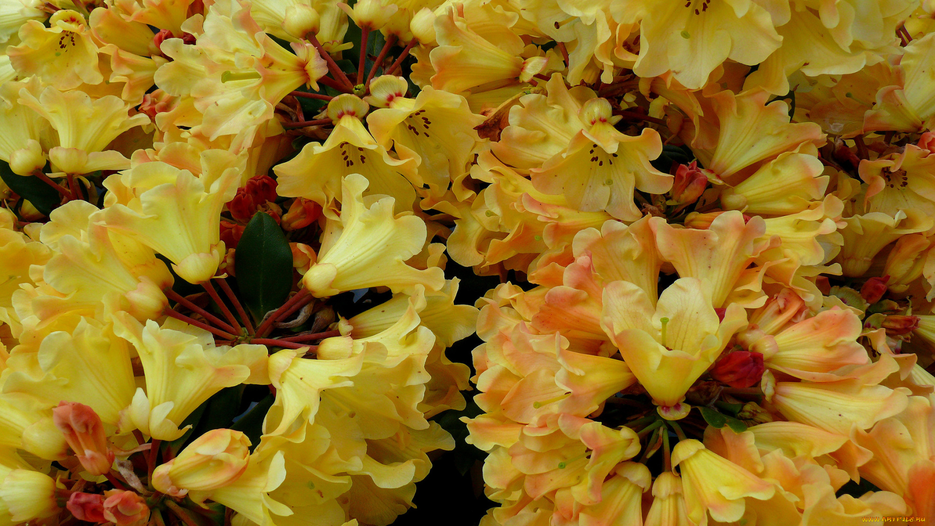 цветы, рододендроны, азалии, лепестки