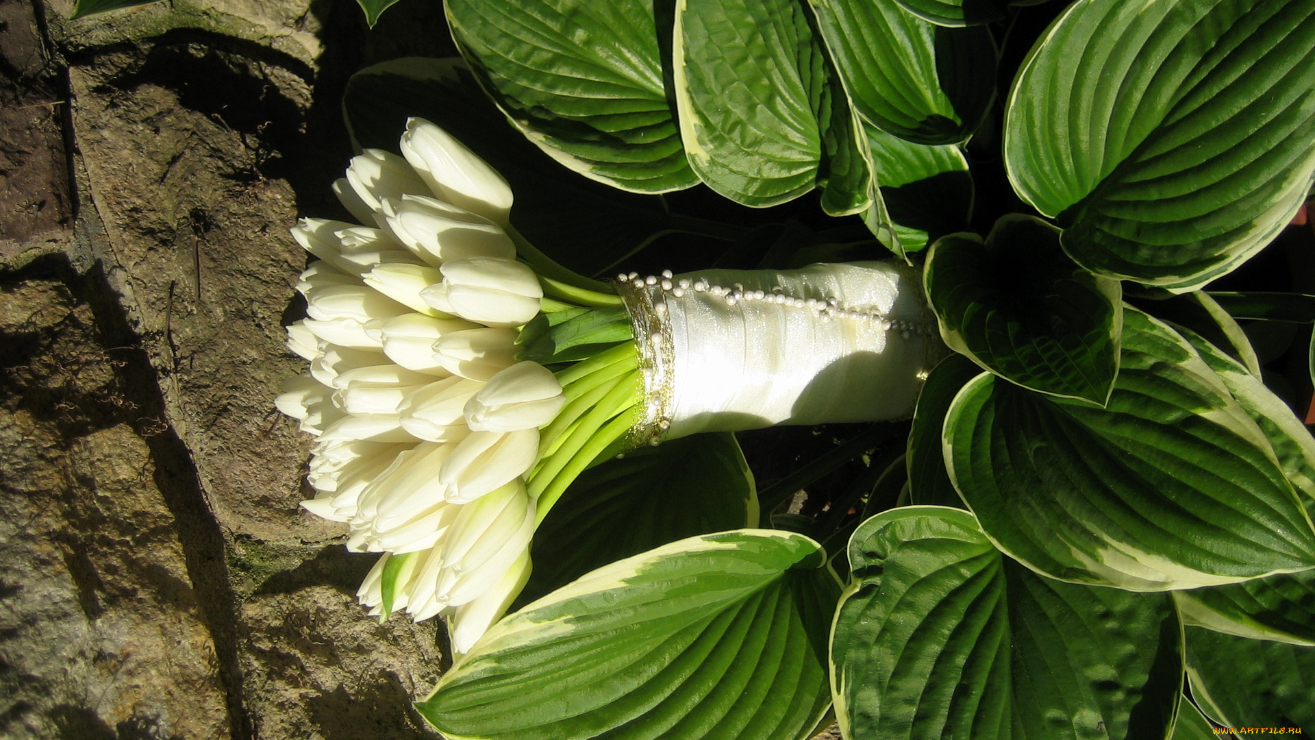 цветы, тюльпаны