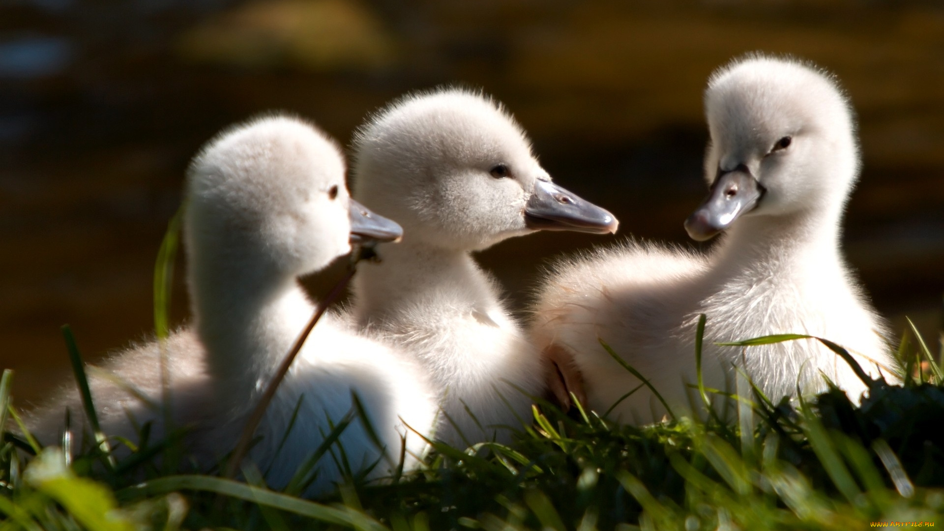 goslings, животные, лебеди, утенка, три