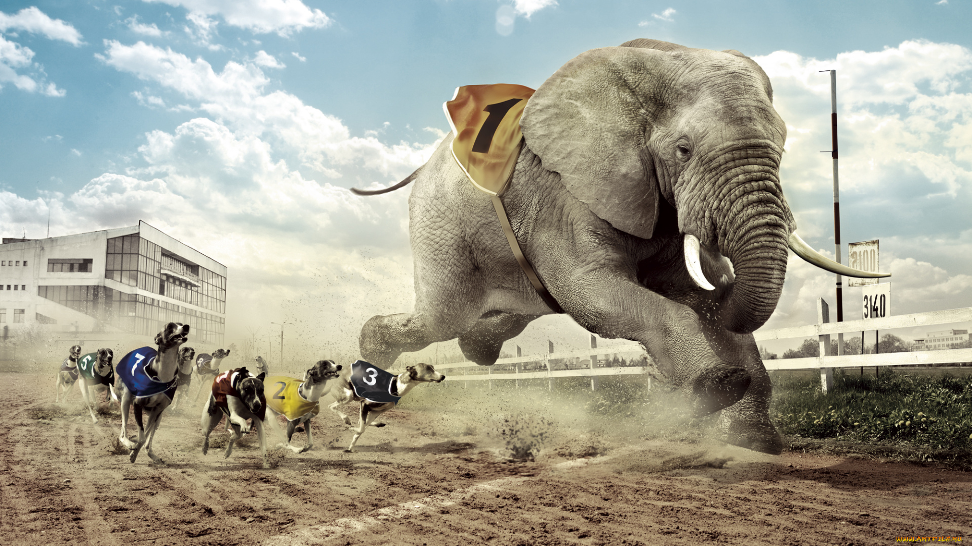 юмор, приколы, забег, собаки, слон