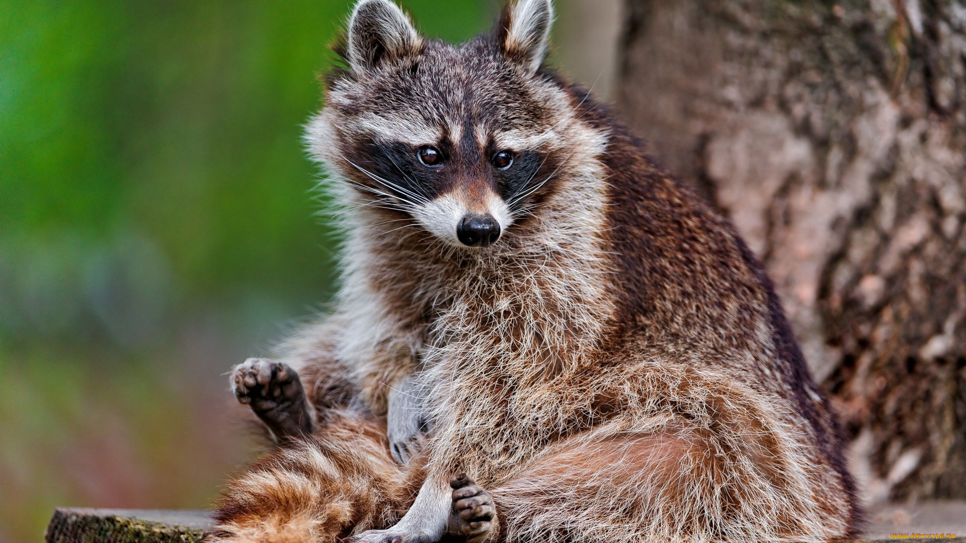 животные, еноты, енот