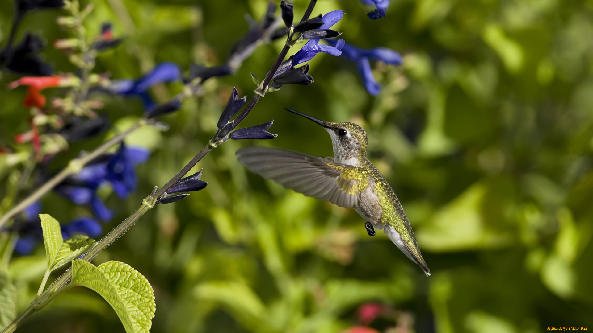 животные, колибри, птица, цветок
