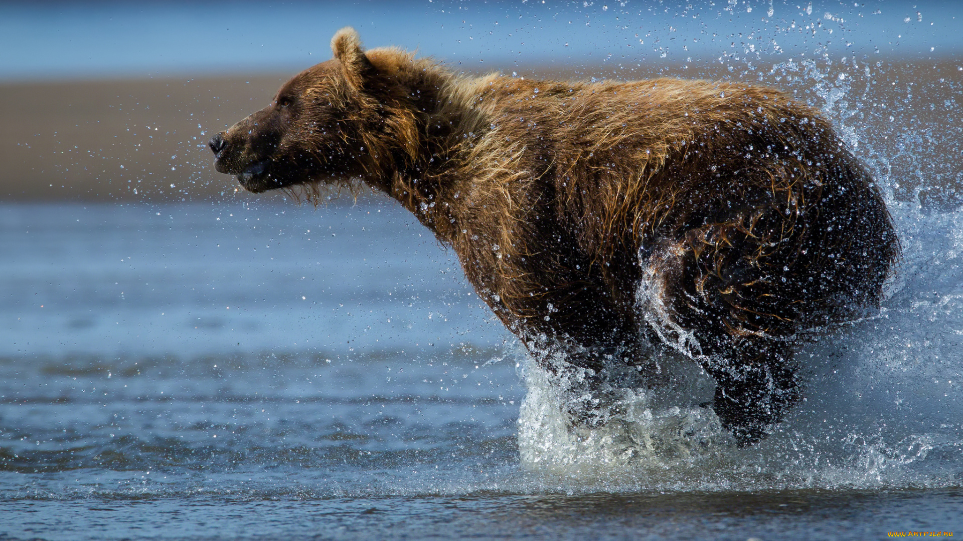 животные, медведи, вода, брызги, топтыгин