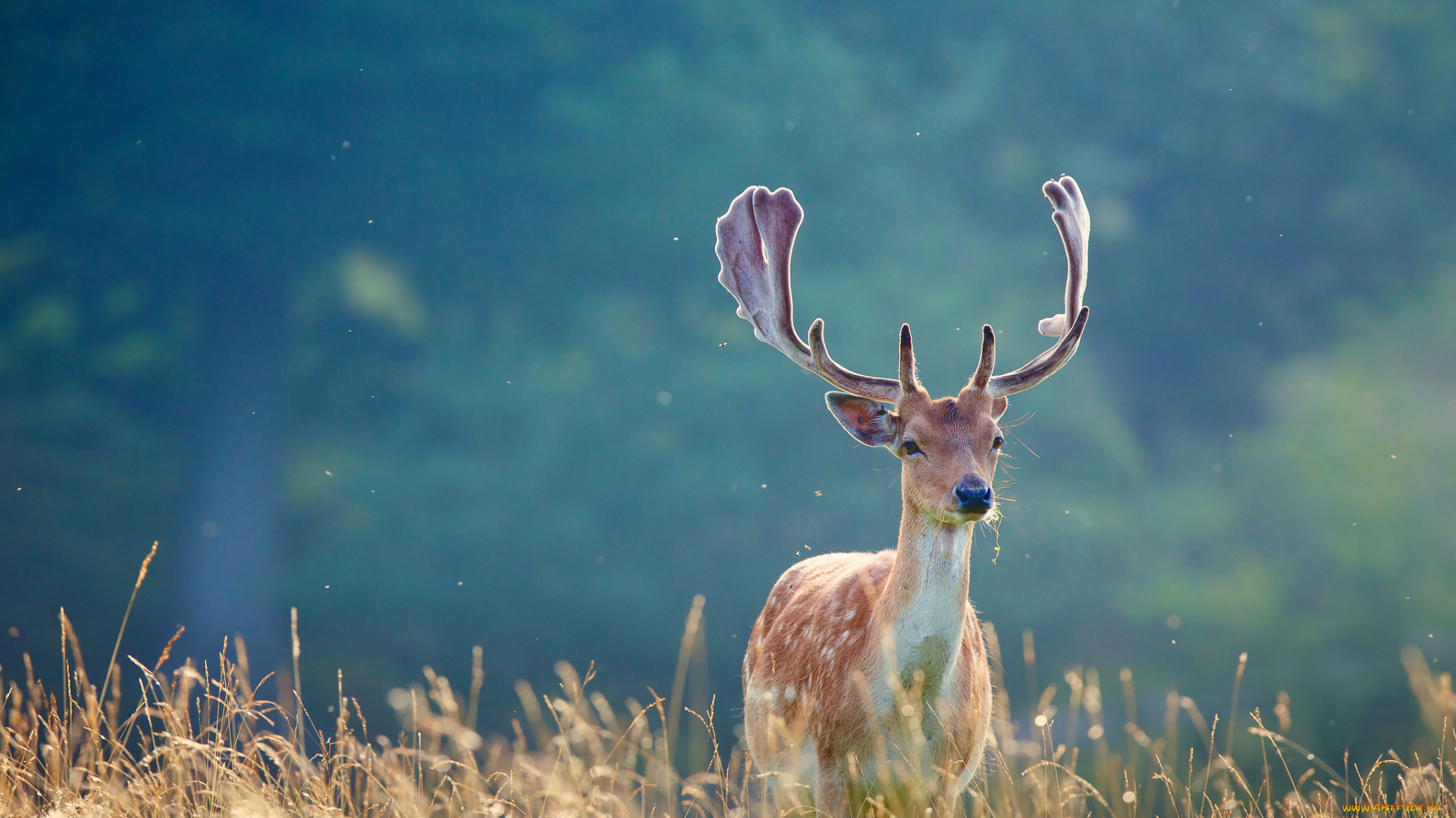 животные, олени, олень, рога, трава