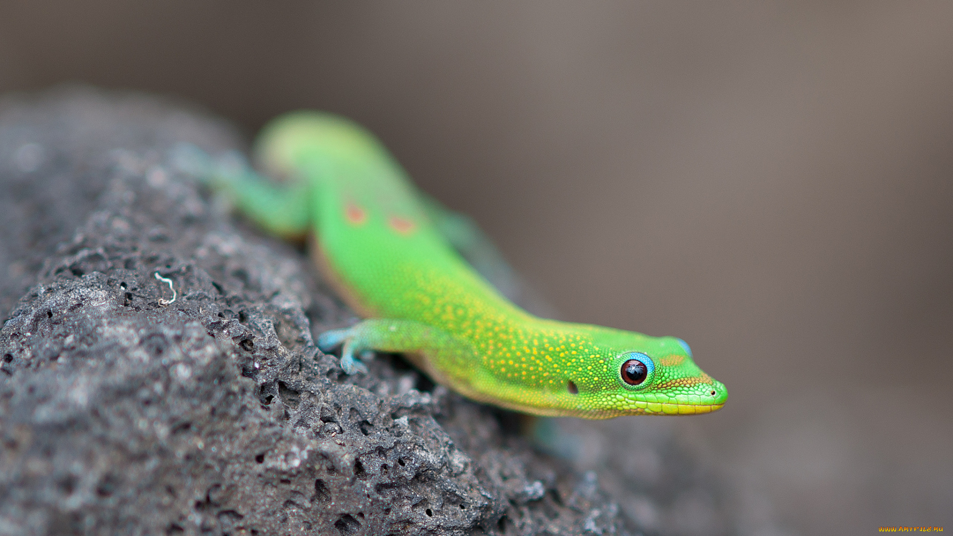 животные, Ящерицы, игуаны, вараны, геккон