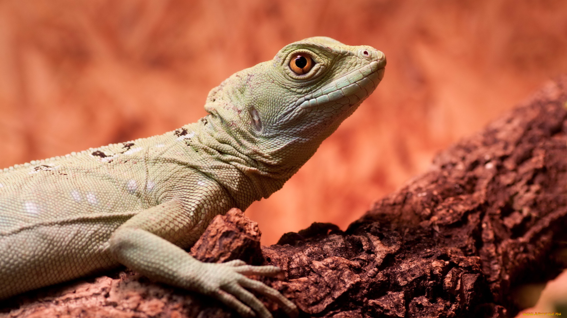 животные, Ящерицы, игуаны, вараны, ящер, макро, природа