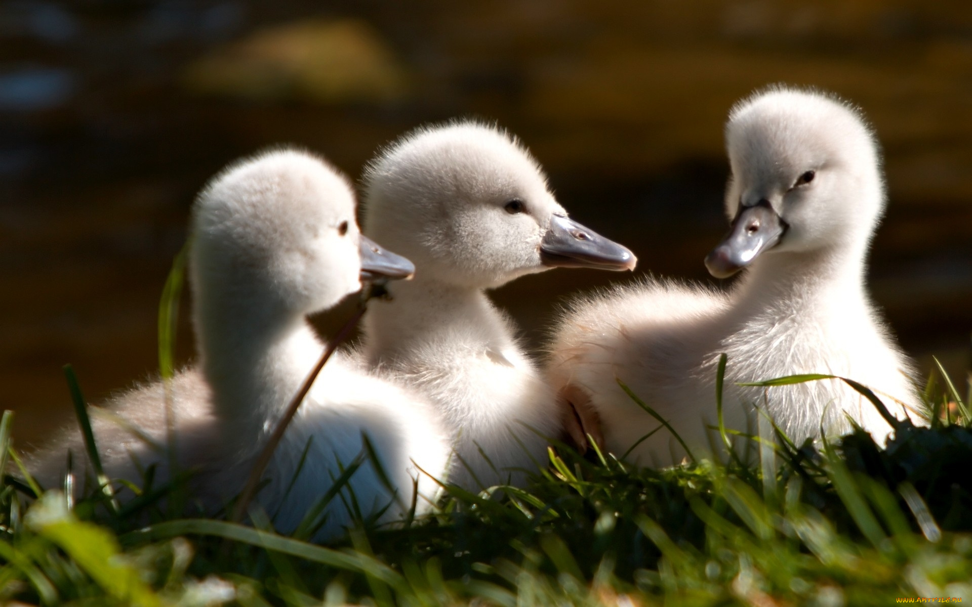 goslings, животные, лебеди, утенка, три