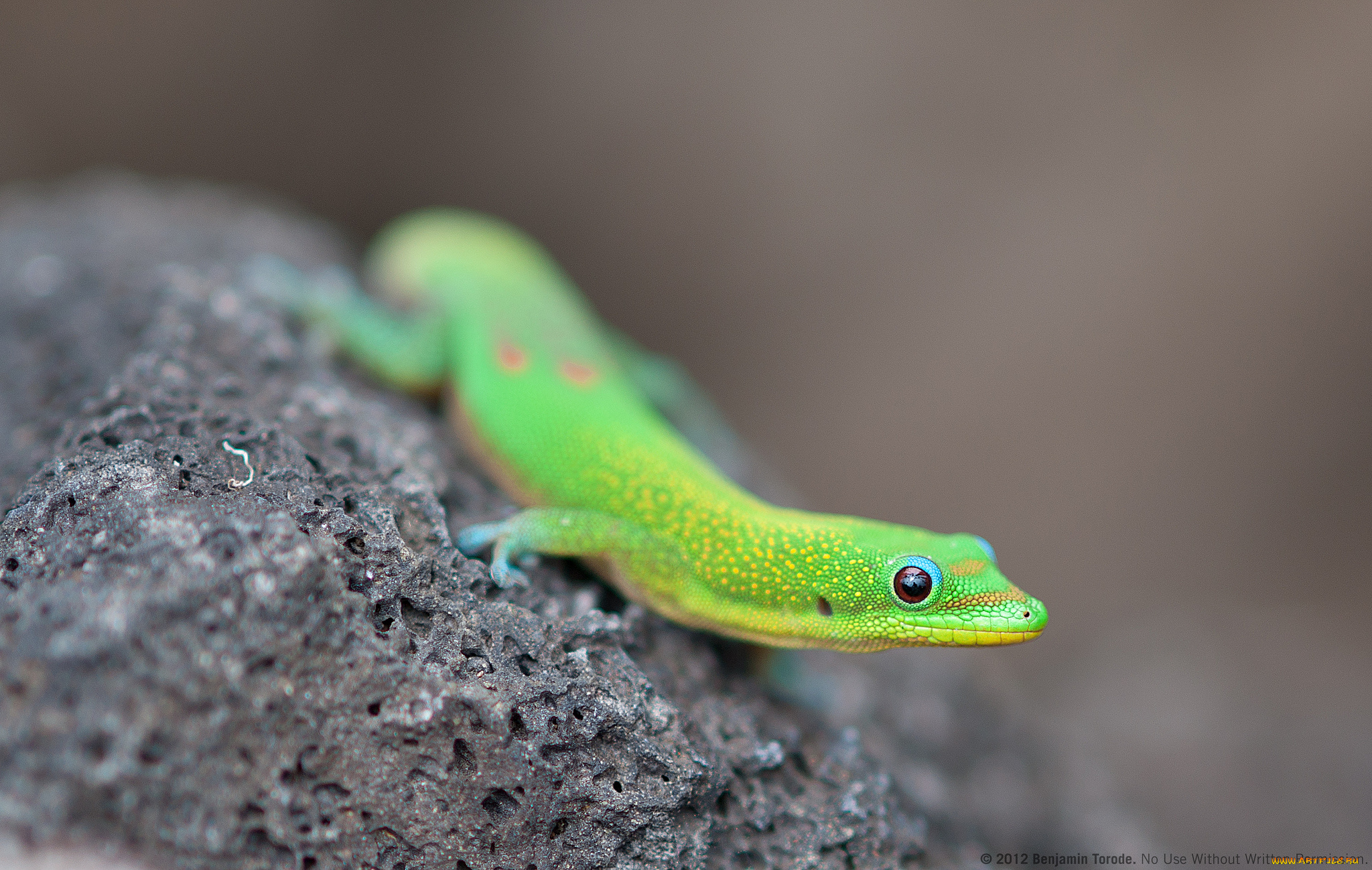 животные, Ящерицы, игуаны, вараны, геккон