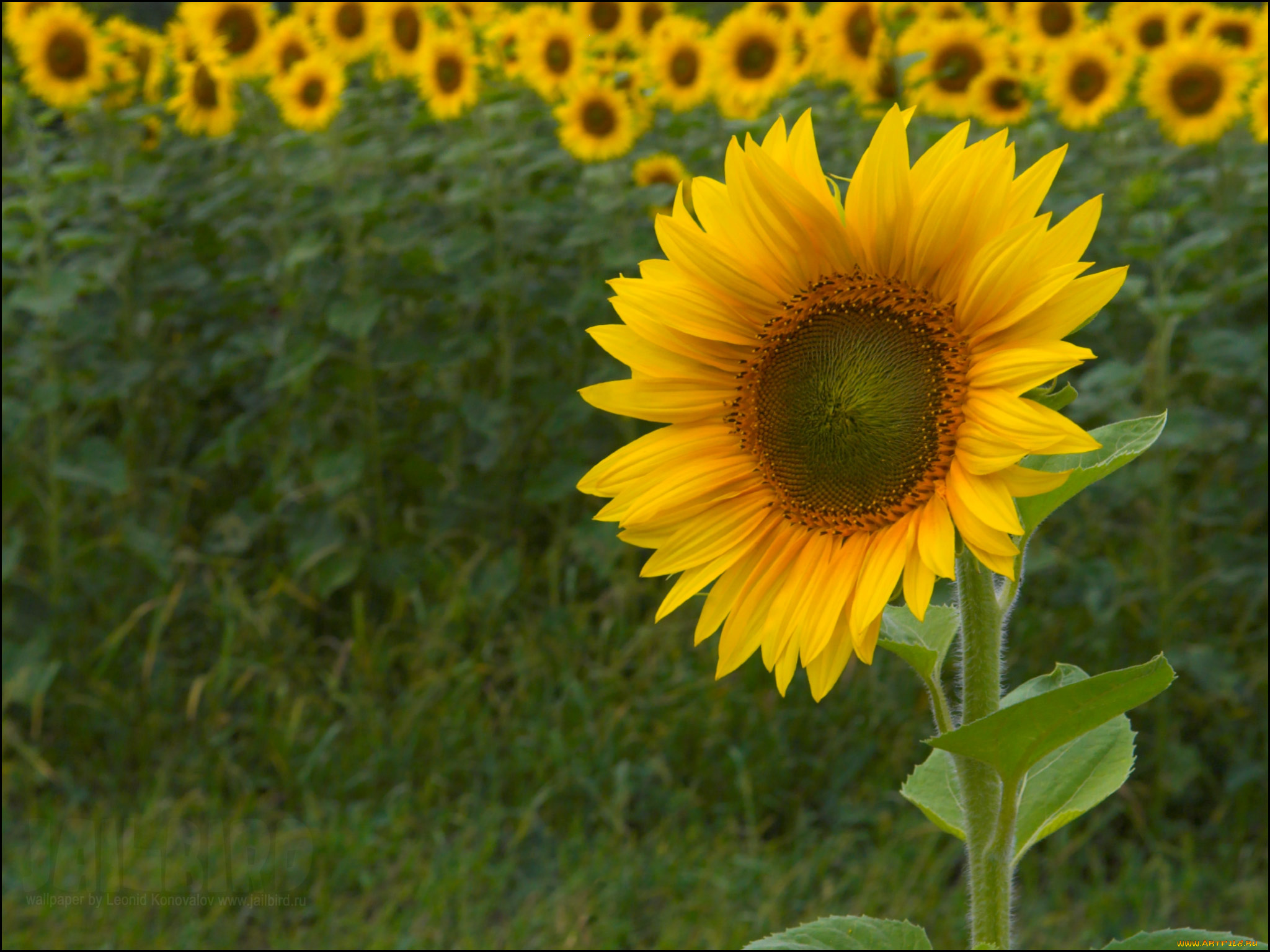 цветы, подсолнухи