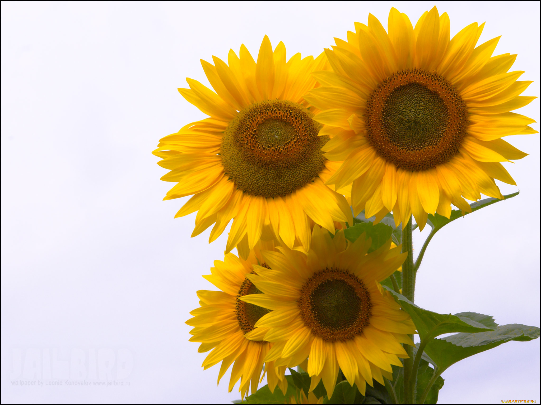 цветы, подсолнухи