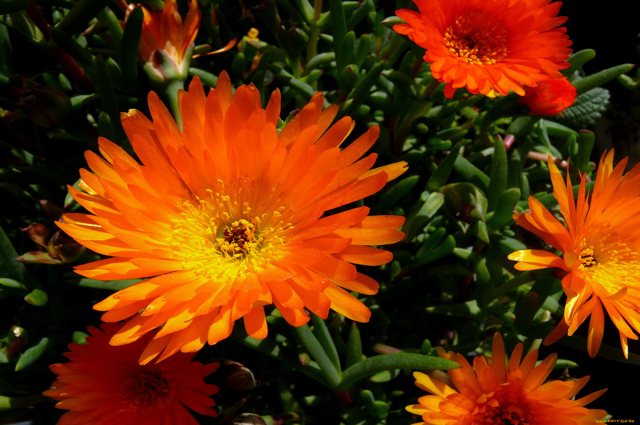 цветы, аизовые, лепестки