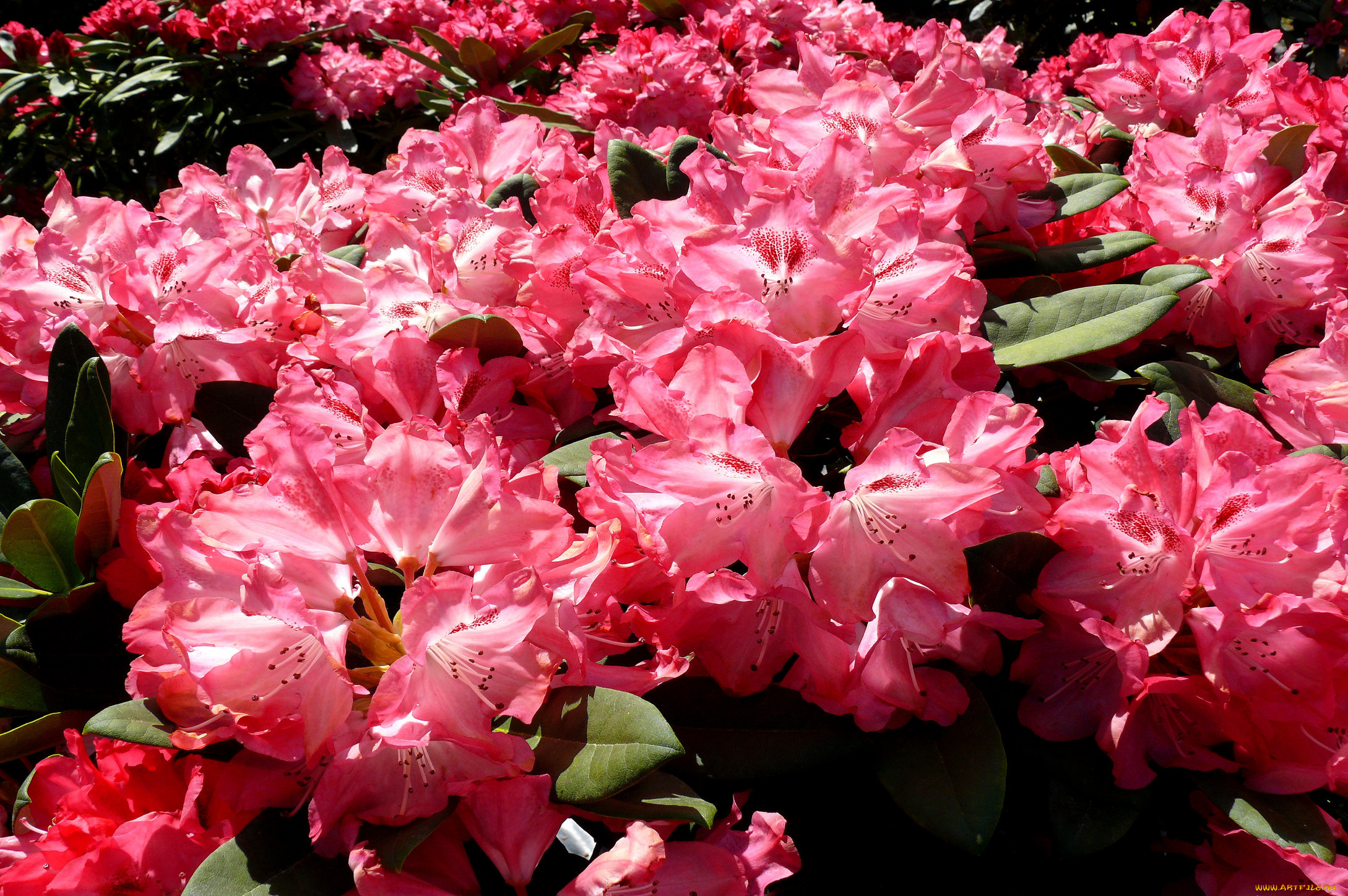 цветы, рододендроны, азалии, лепестки