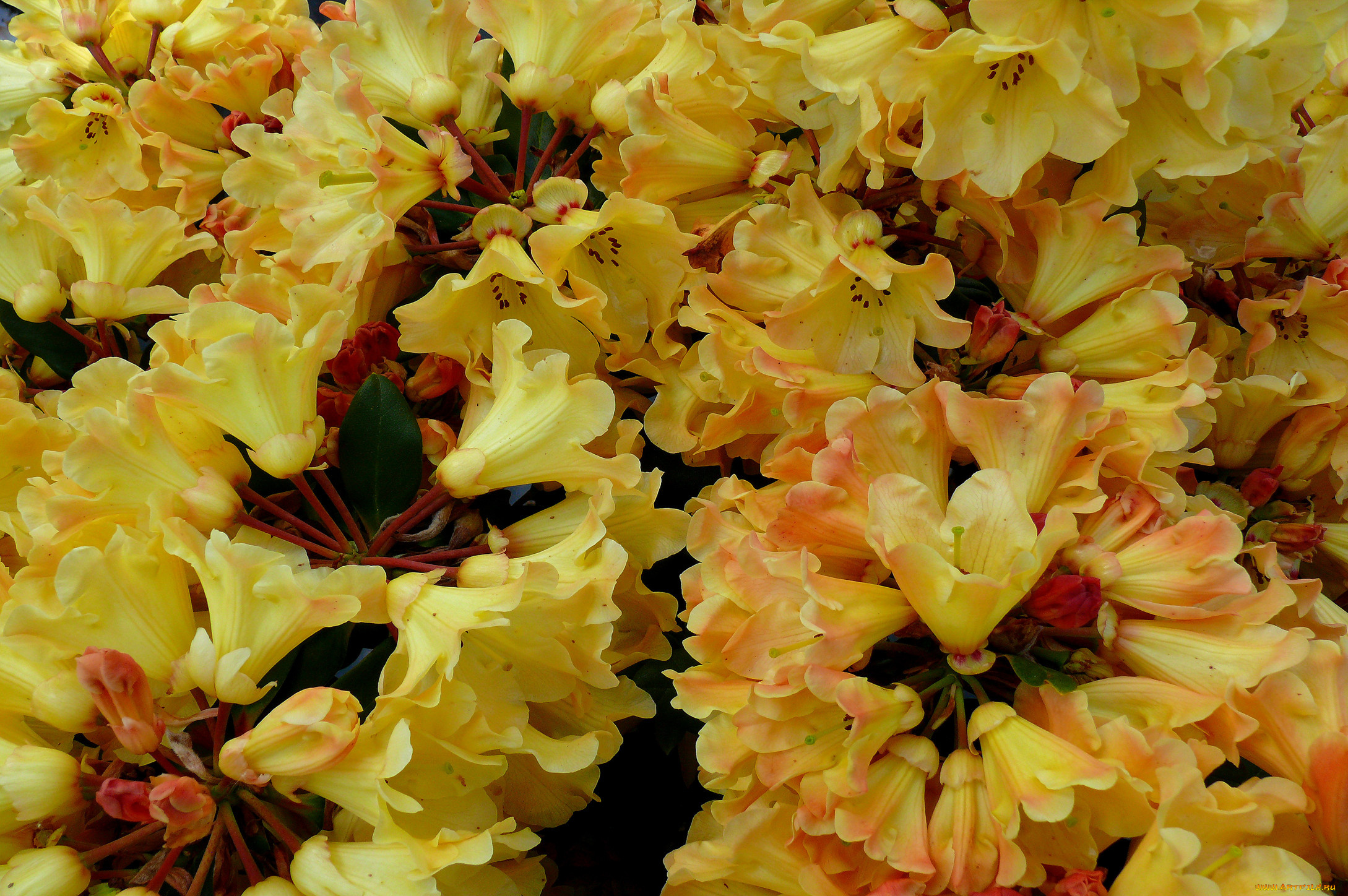 цветы, рододендроны, азалии, лепестки