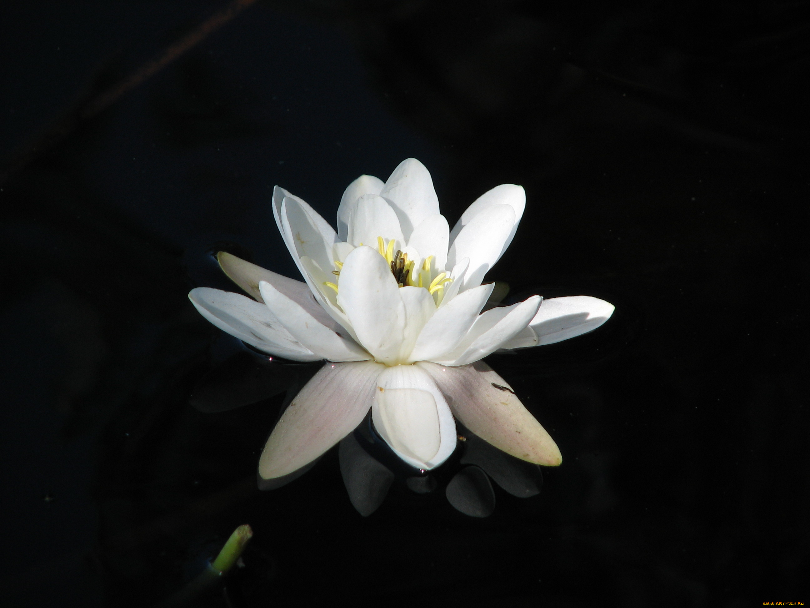 цветы, лилии, водяные, нимфеи, кувшинки, лотос