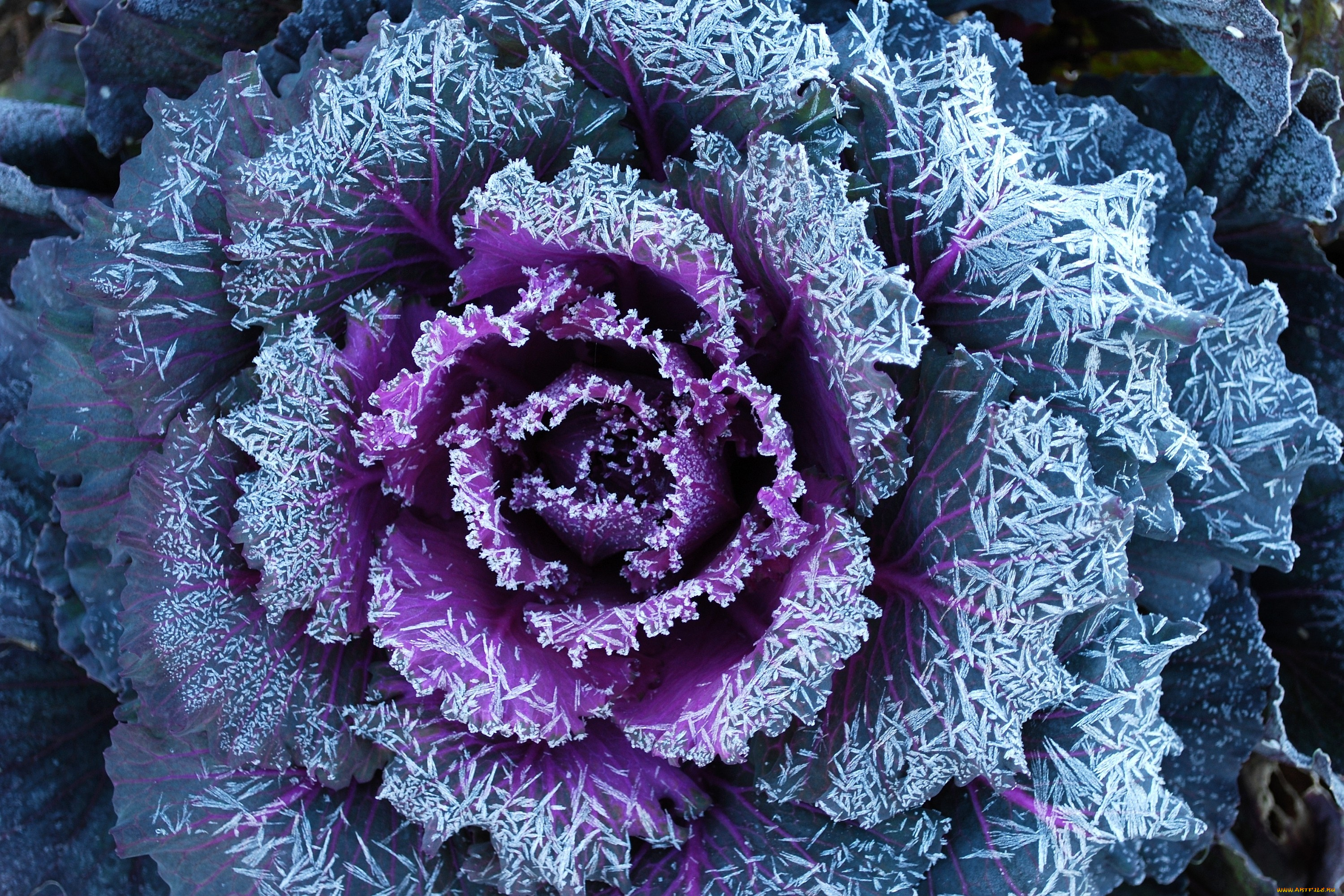 цветы, декоративная, капуста, листья, изморозь