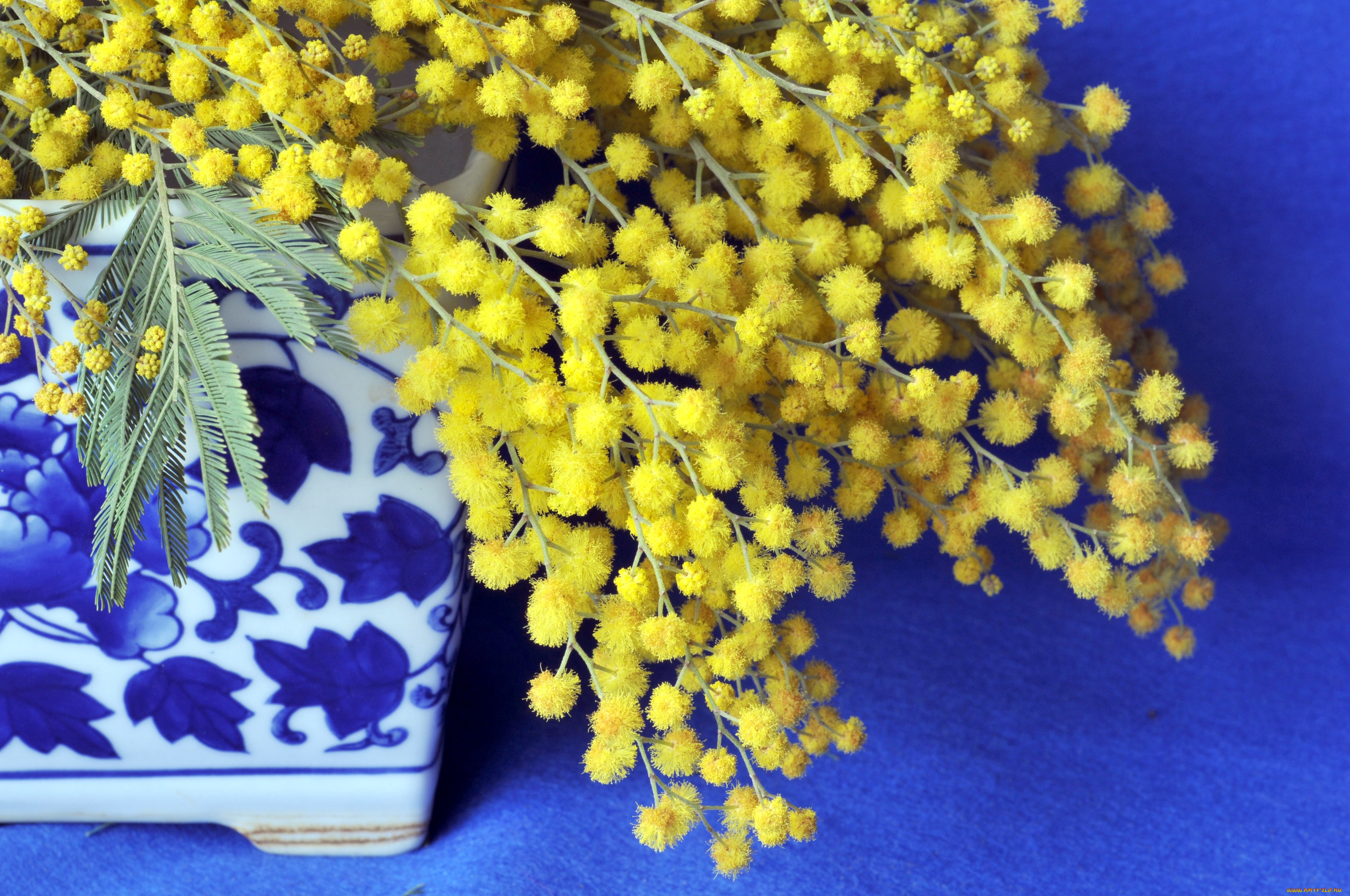 цветы, мимоза, шарики, ветки, желтый