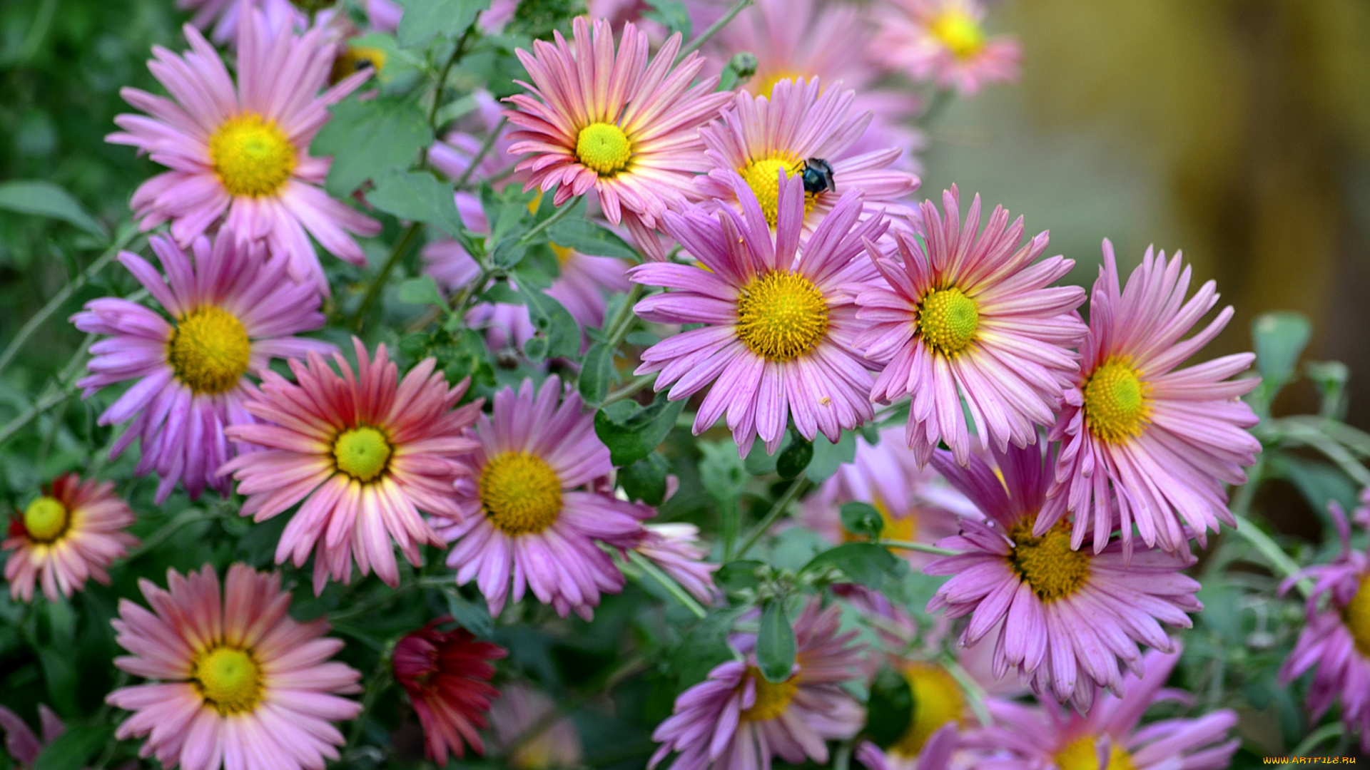 цветы, астры, осень