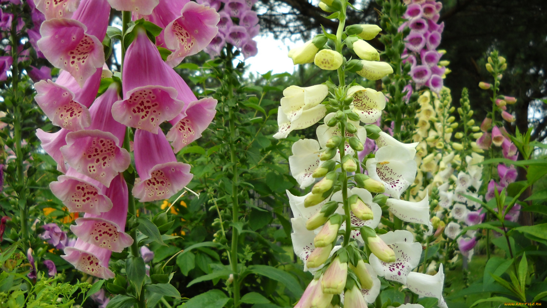 цветы, дигиталис, наперстянка