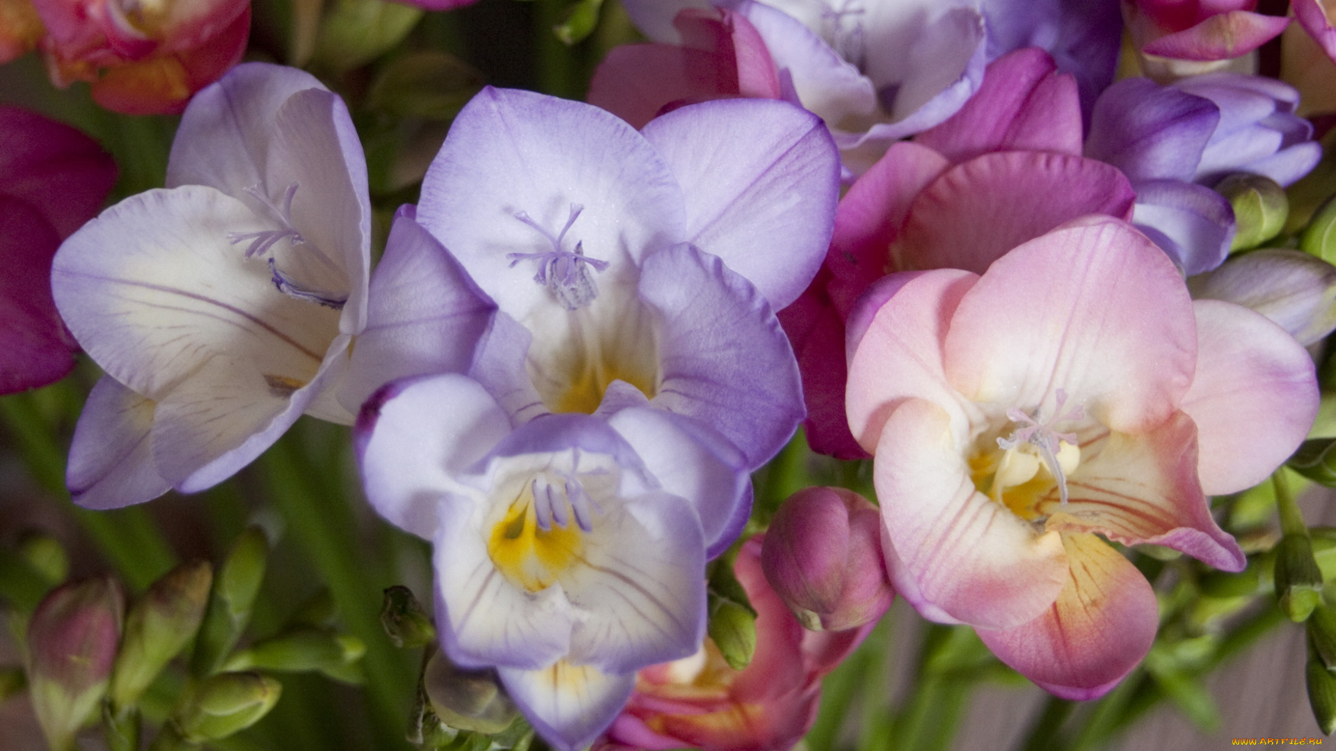 цветы, фрезия, фрезии