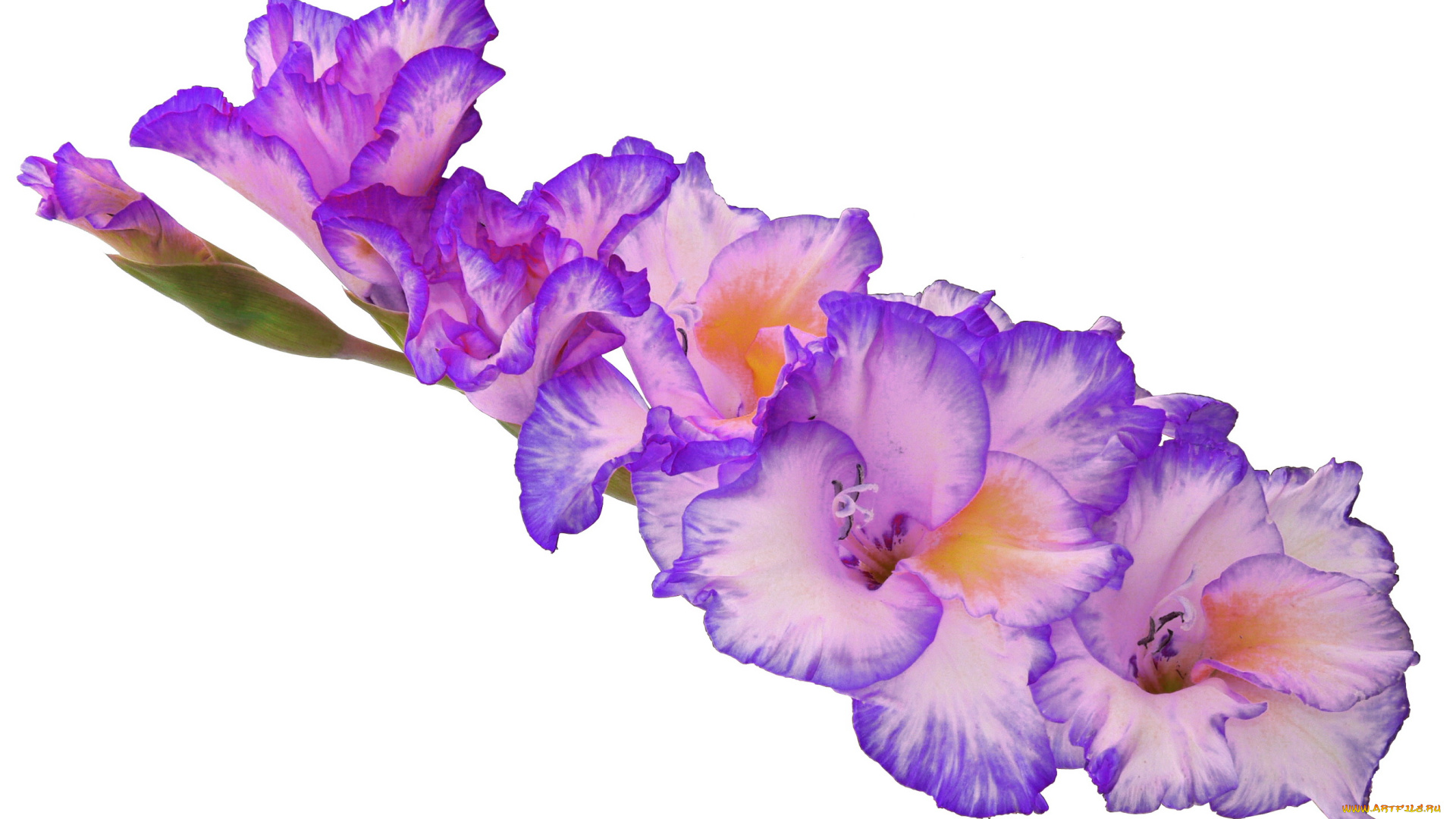 цветы, гладиолусы, гладиолус