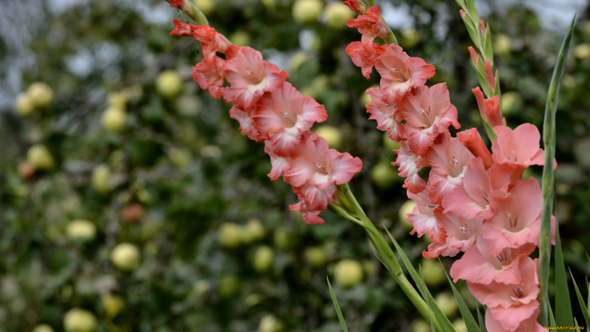 цветы, гладиолусы, персиковый