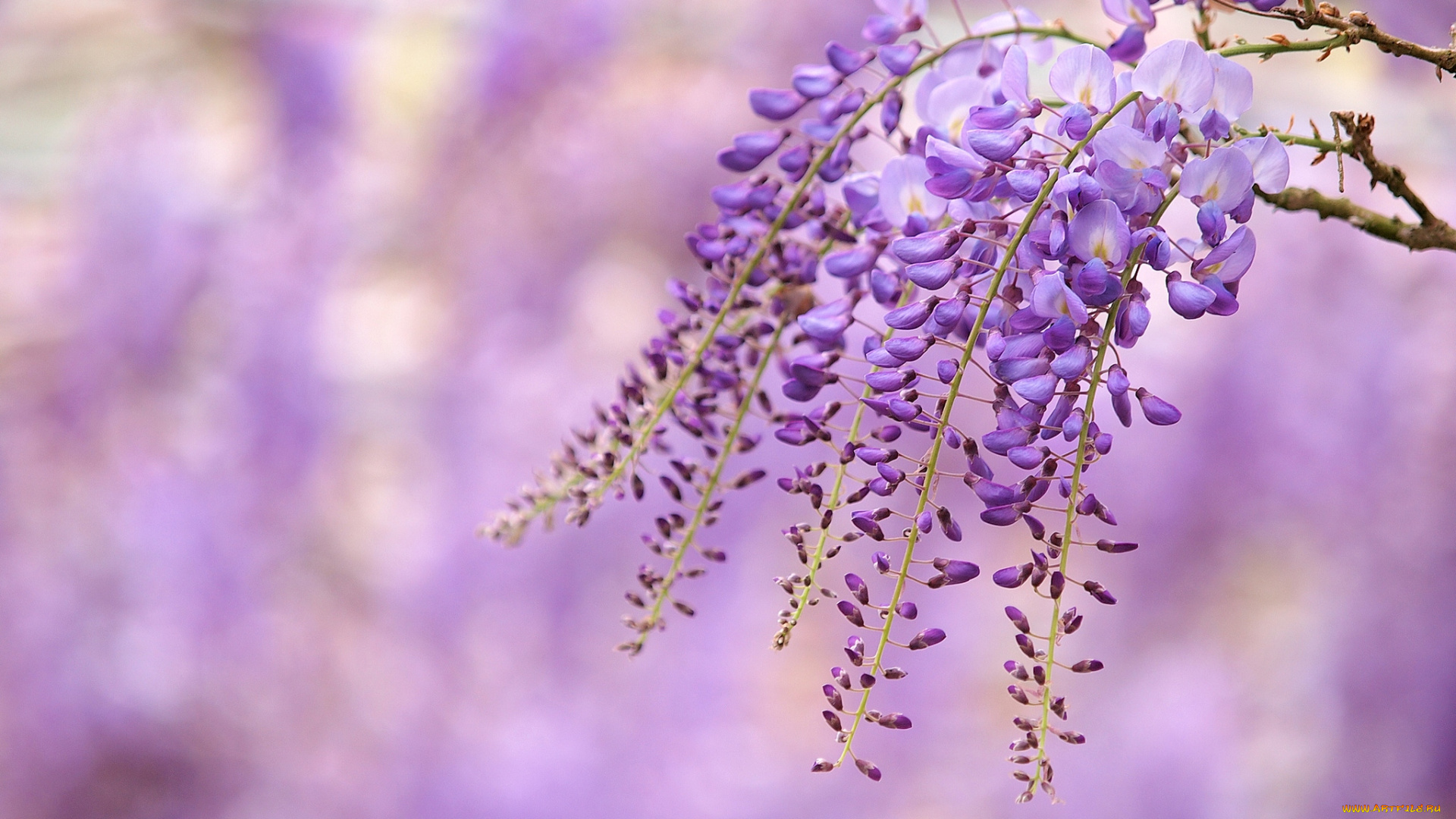 цветы, глициния, вистерия