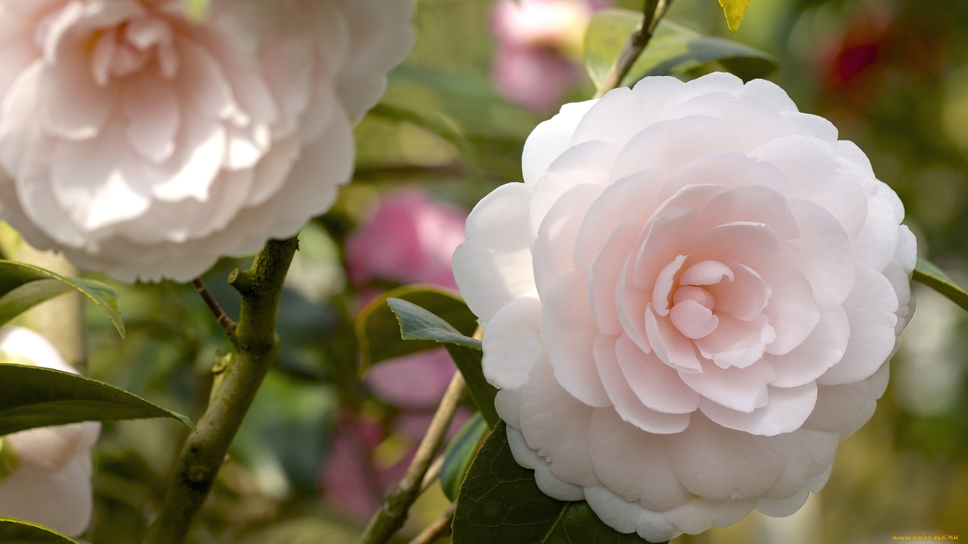 цветы, камелии, нежность