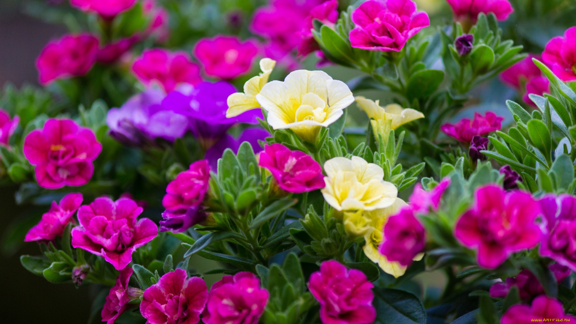 цветы, петунии, калибрахоа, яркий