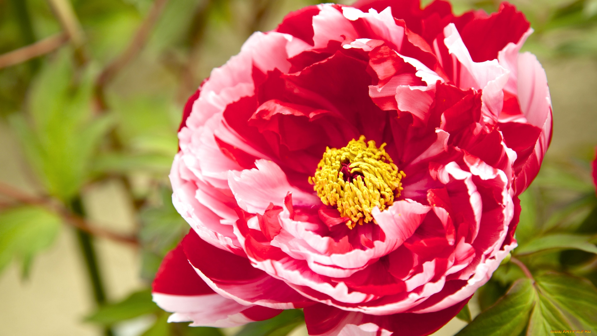 цветы, пионы, пестрый