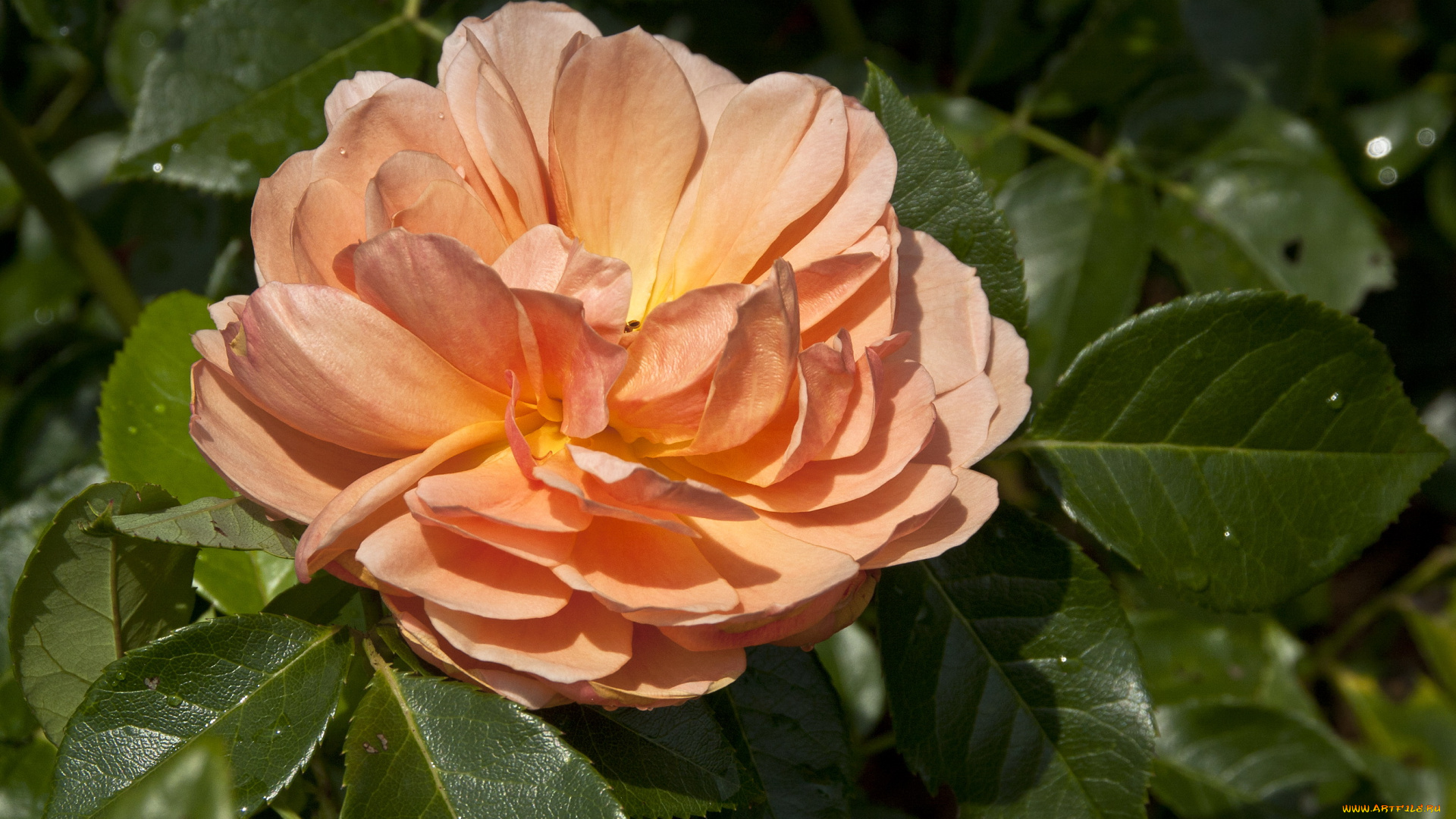 цветы, розы