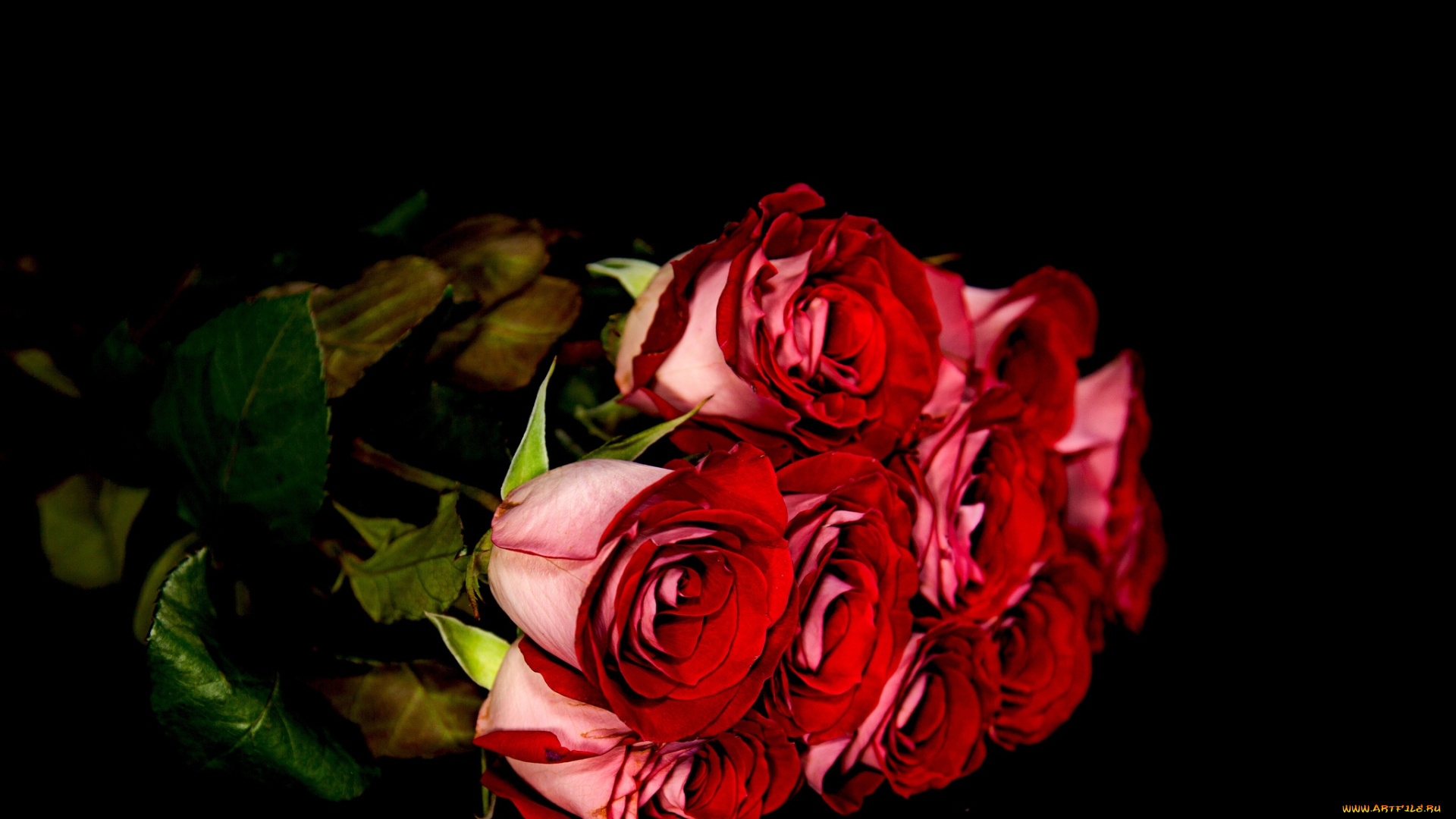 цветы, розы, букет