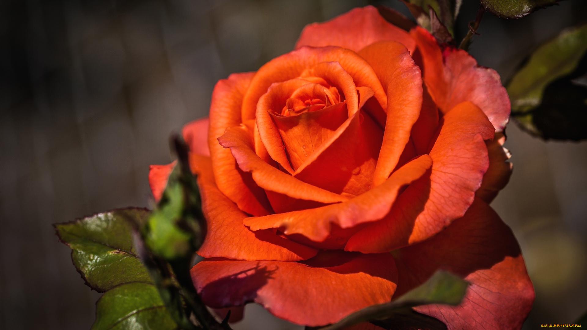 цветы, розы, королева