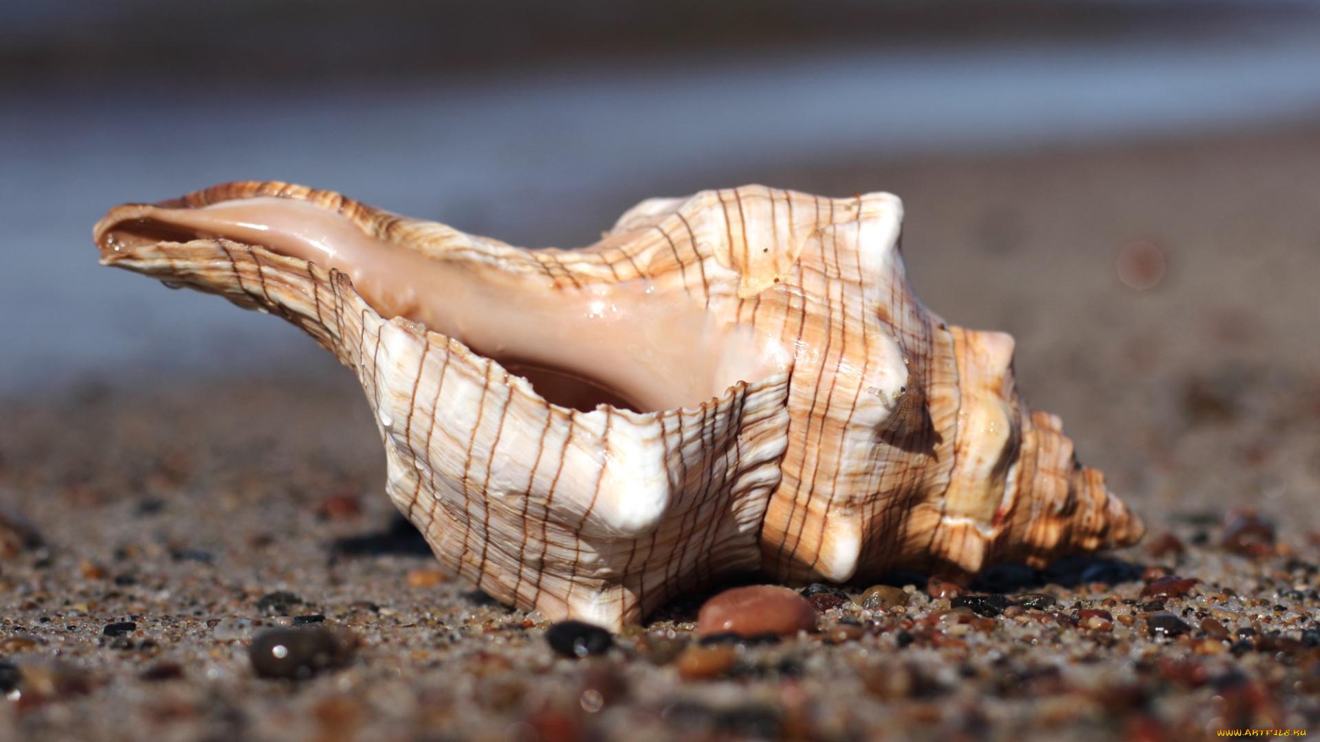 разное, ракушки, кораллы, декоративные, spa, камни, ракушка