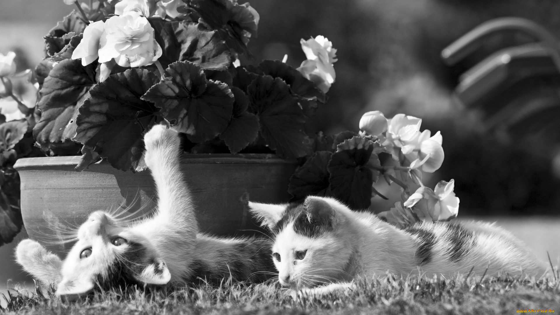 животные, коты, листья, цветы, горшок