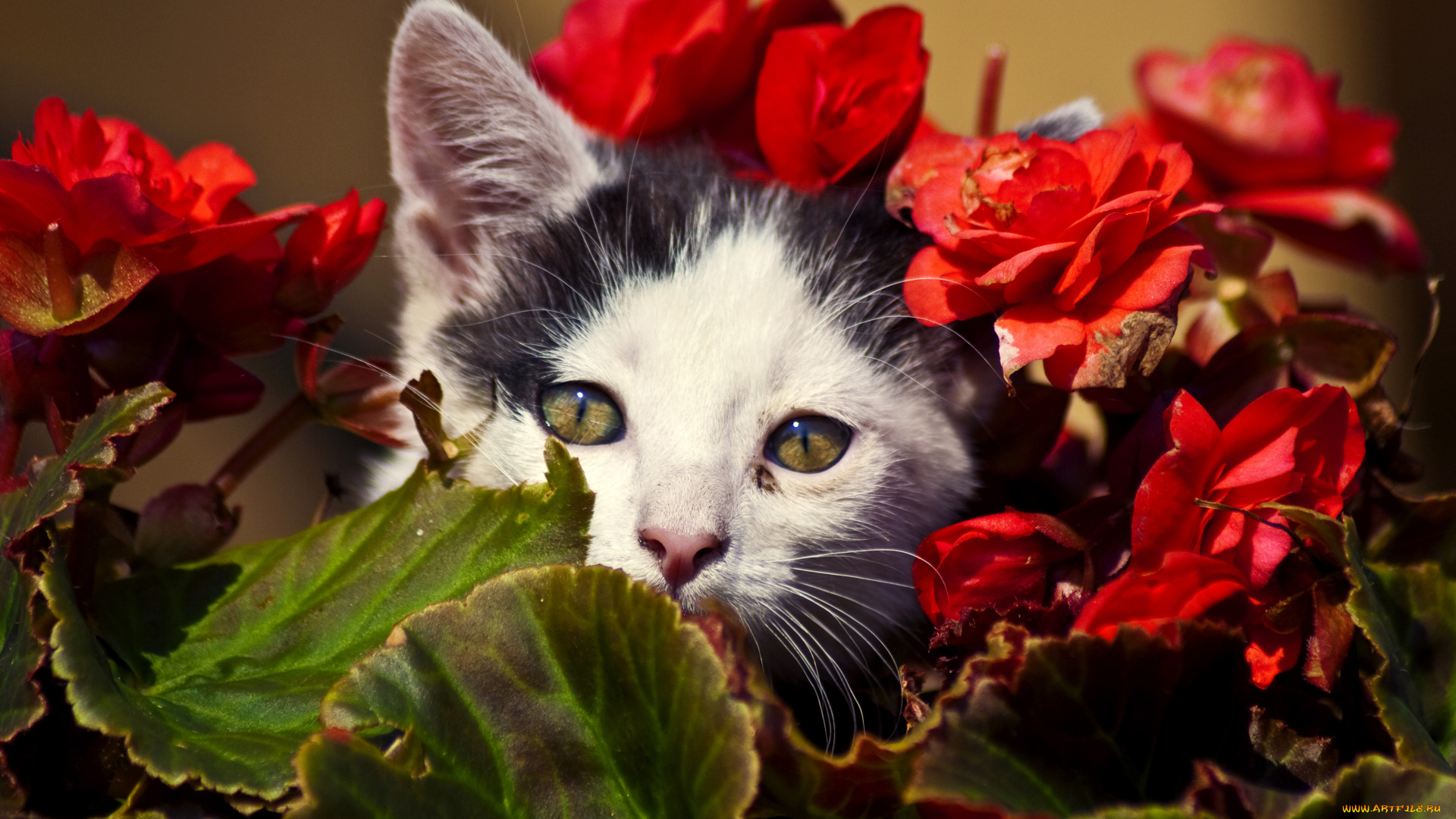 животные, коты, носик, листья, цветы