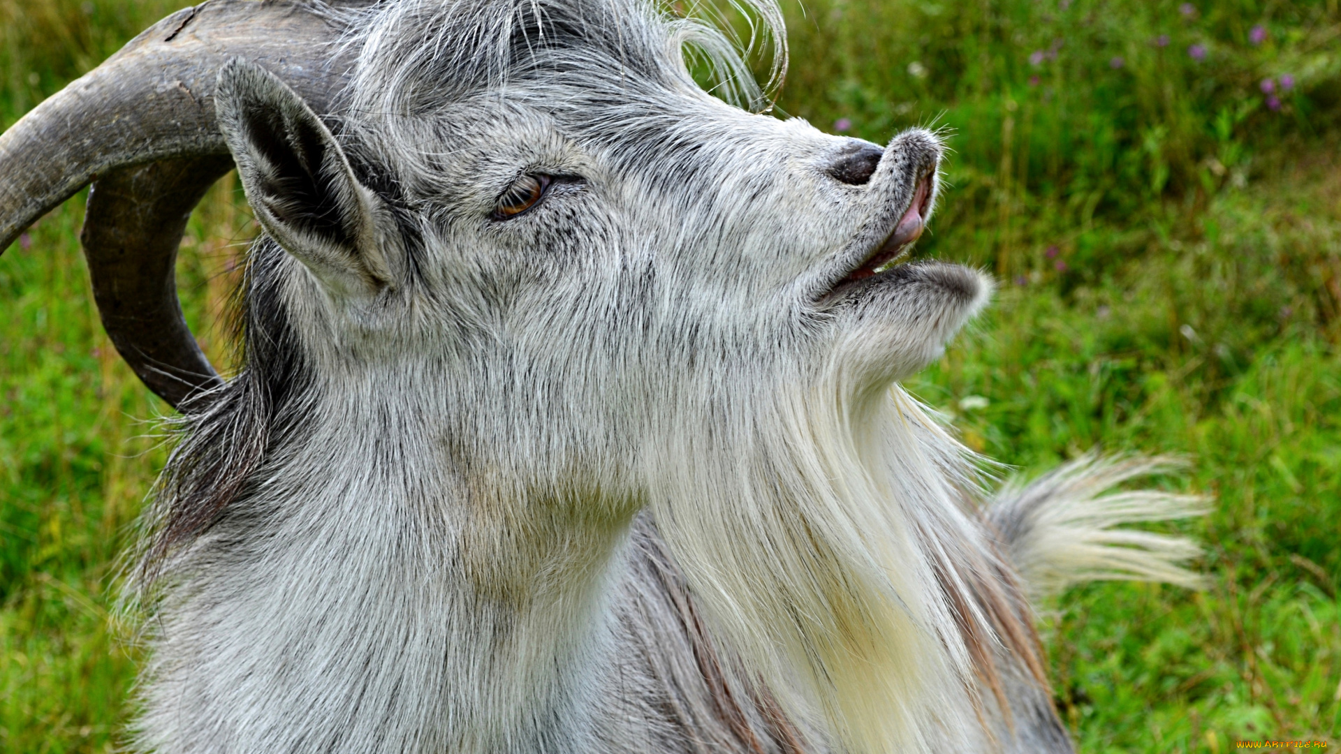 животные, козы, губы, борода