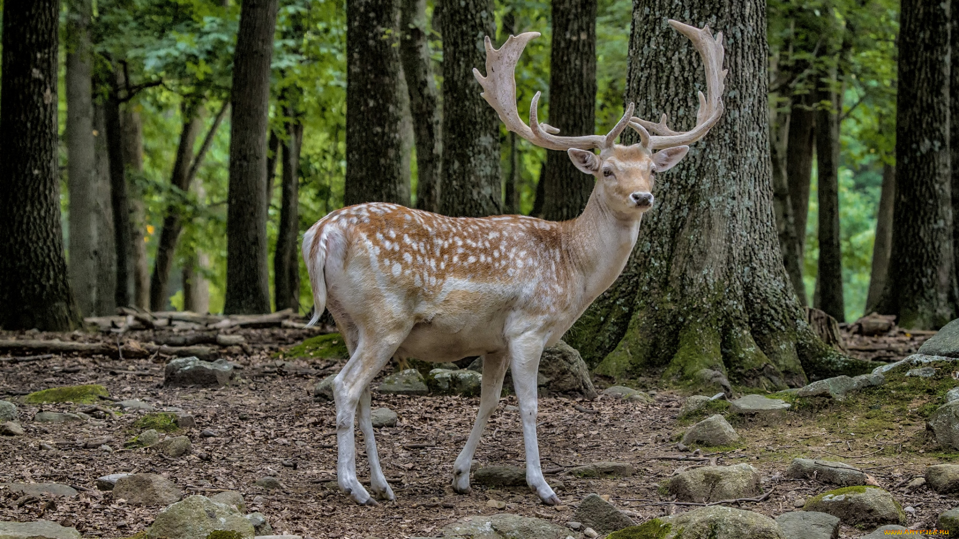 животные, олени, рога