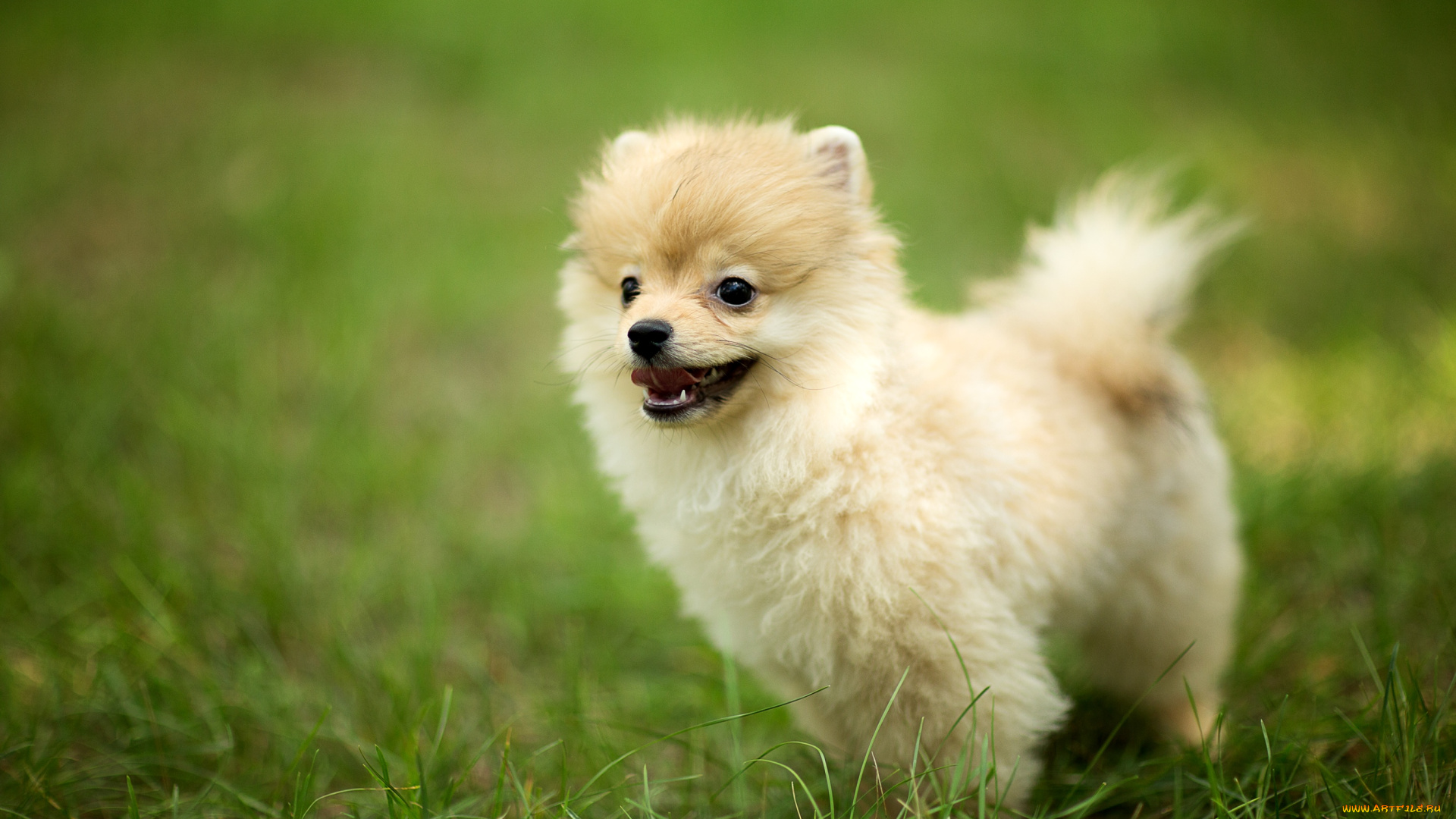 животные, собаки, щенок