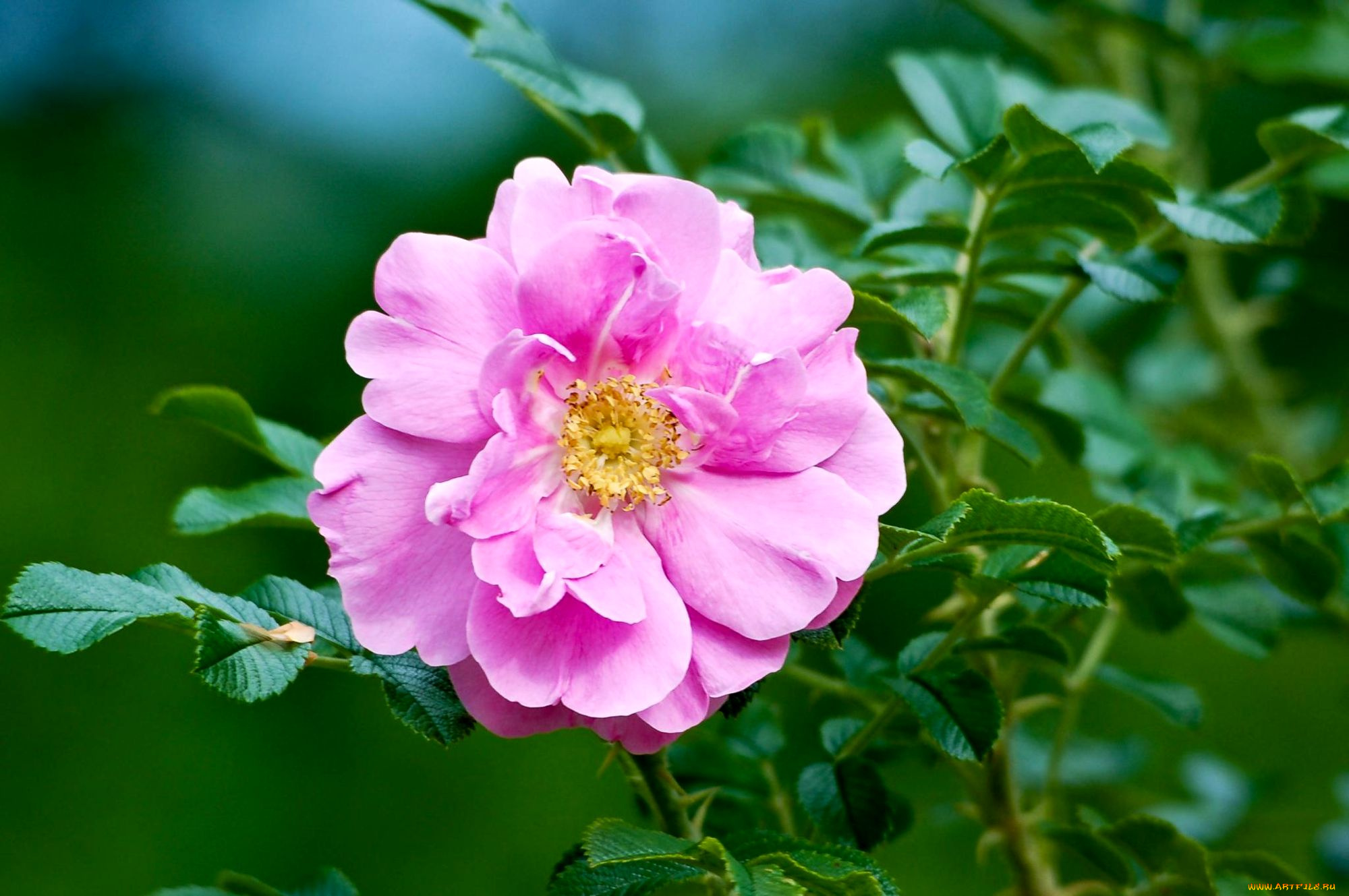 цветы, шиповник, розовый