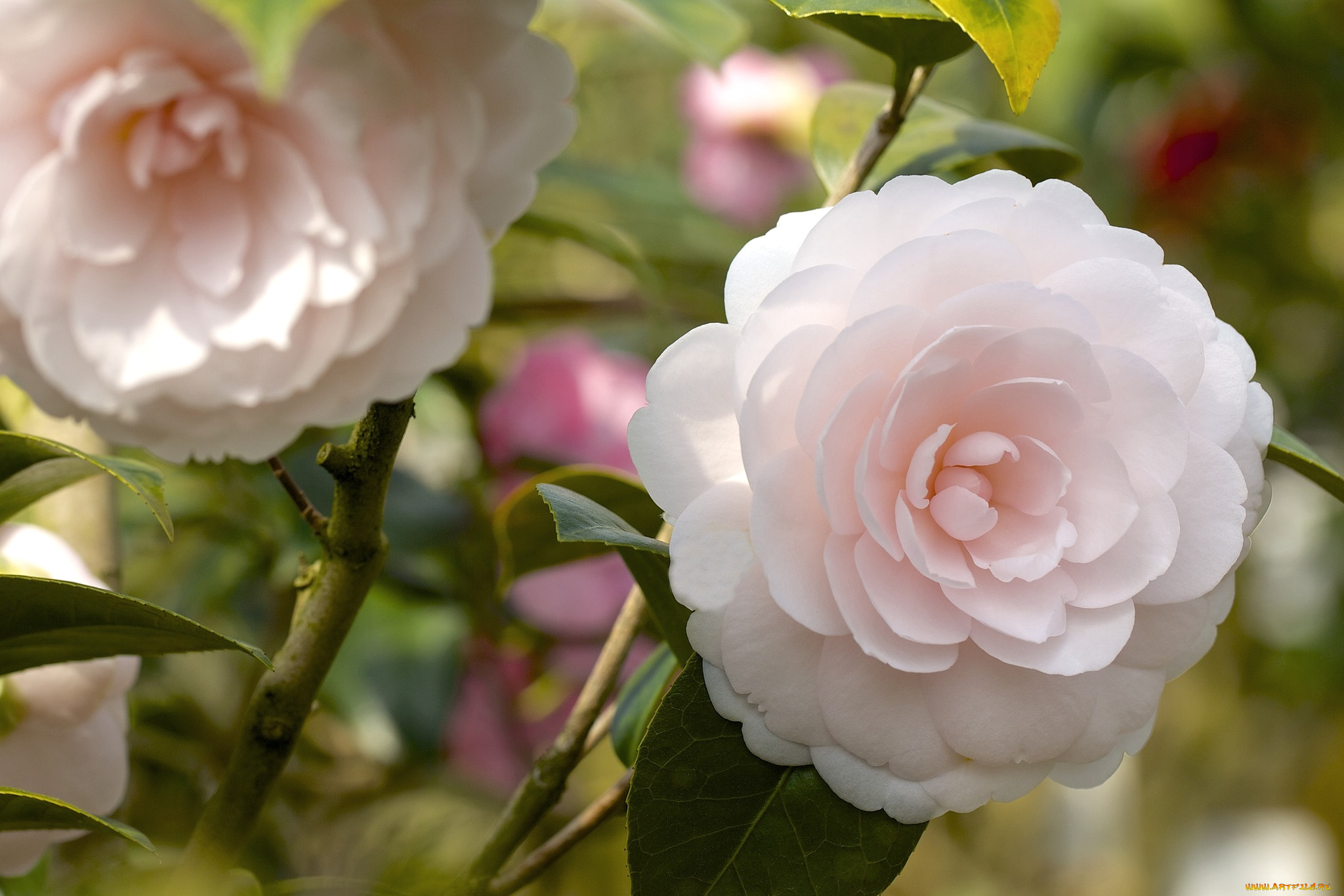 цветы, камелии, нежность