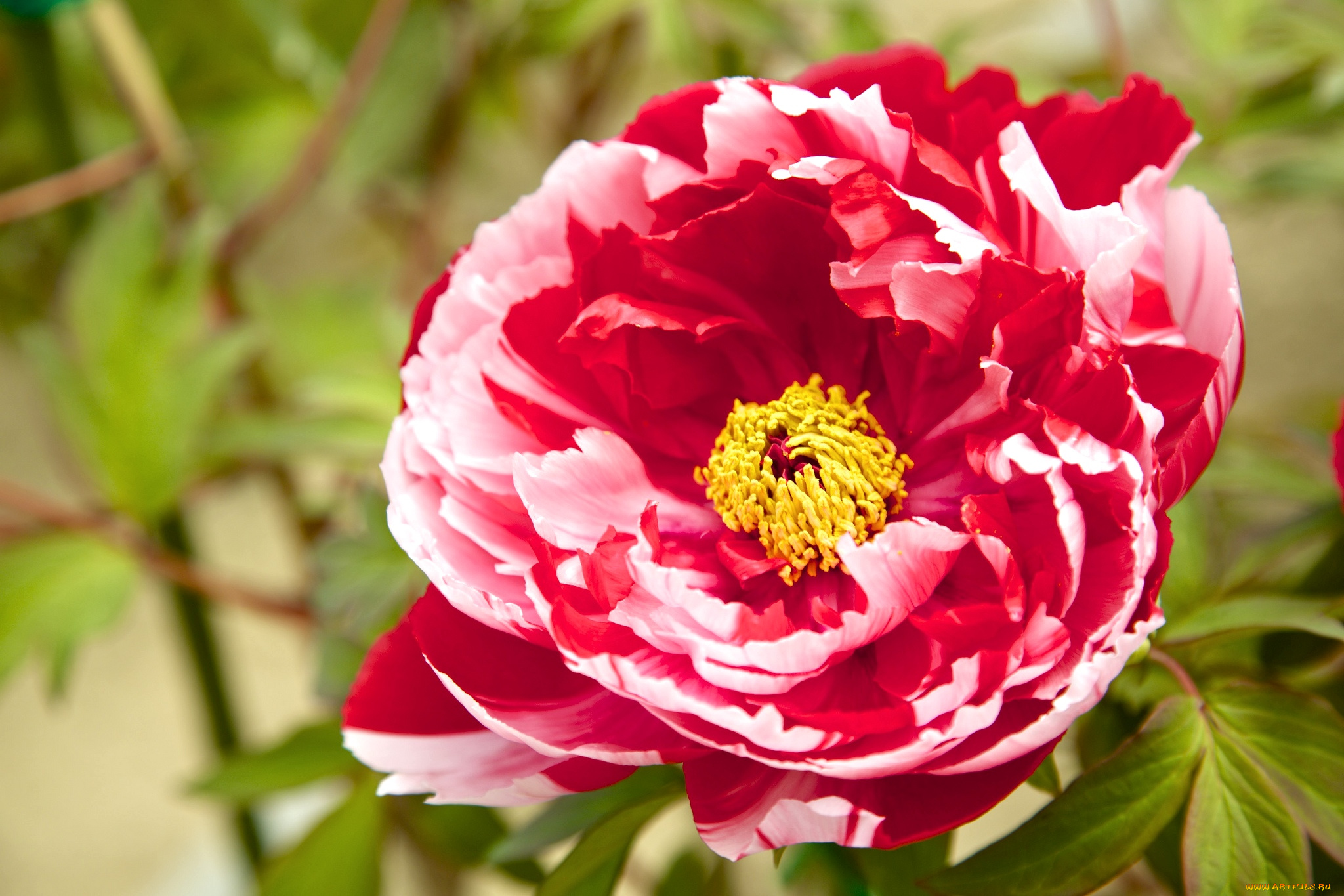 цветы, пионы, пестрый