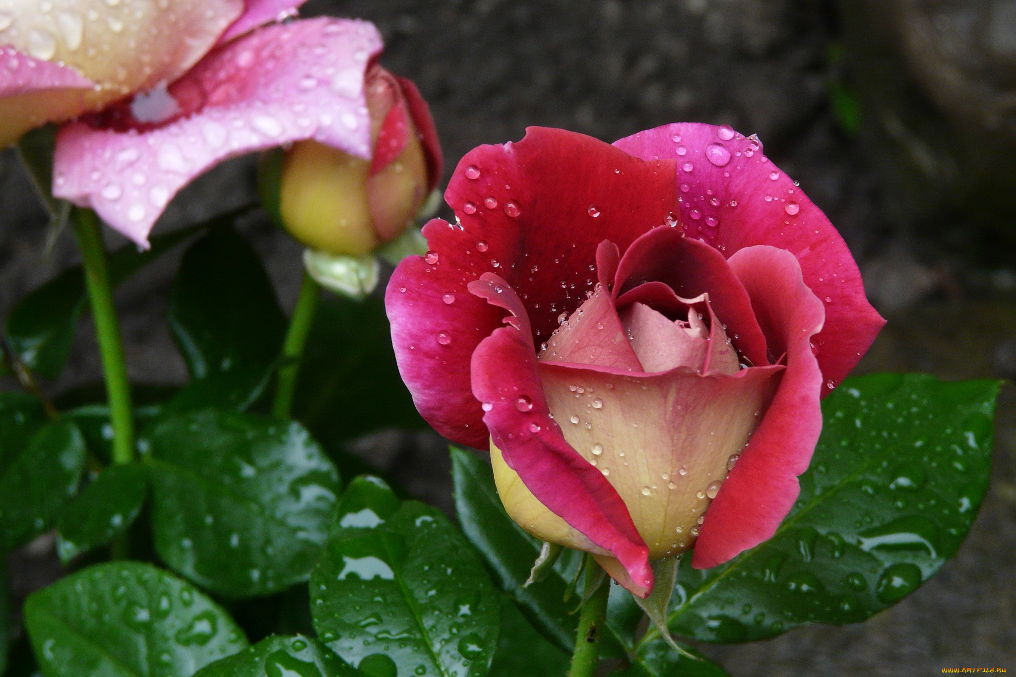 цветы, розы, капли