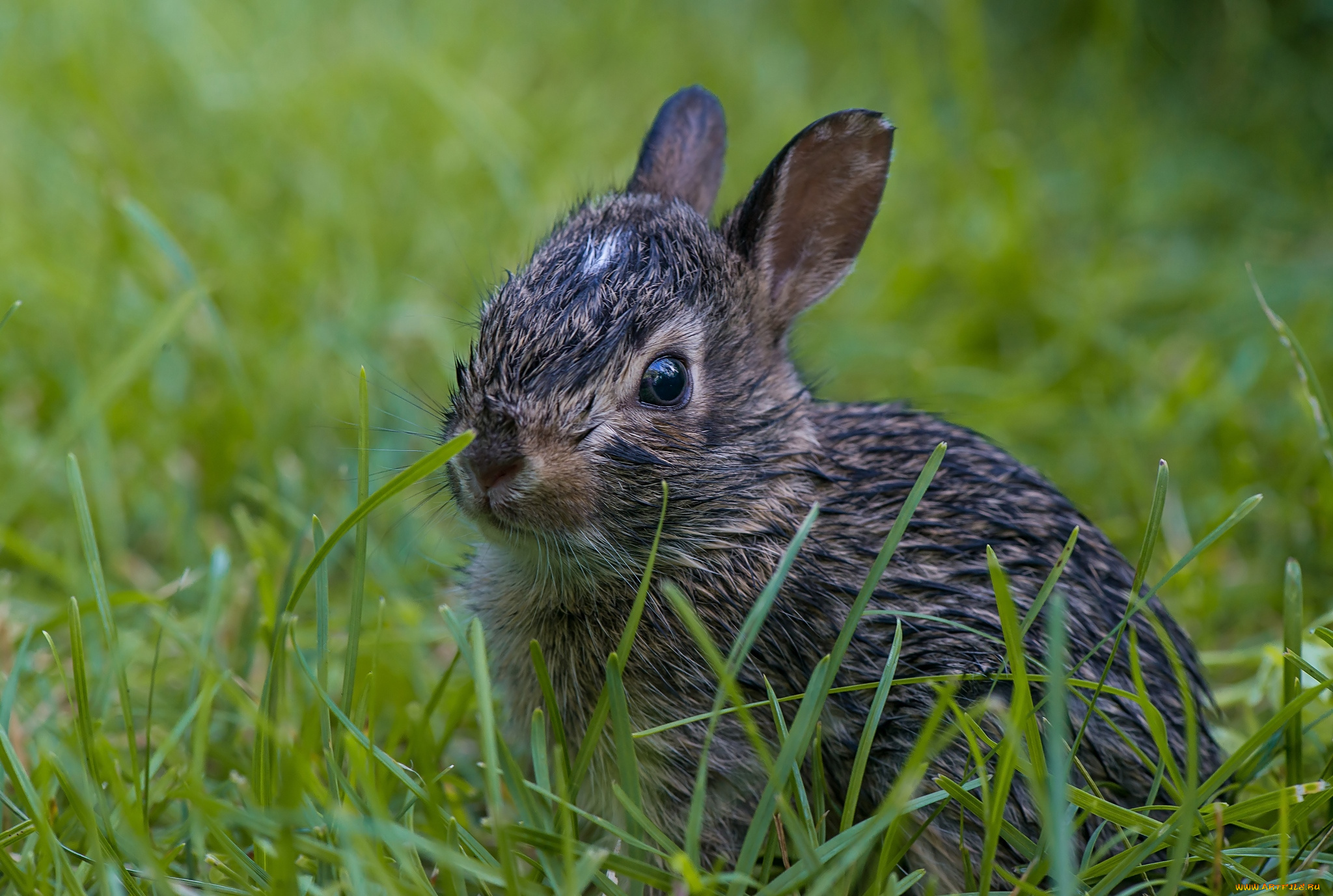 животные, кролики, зайцы, мокрый