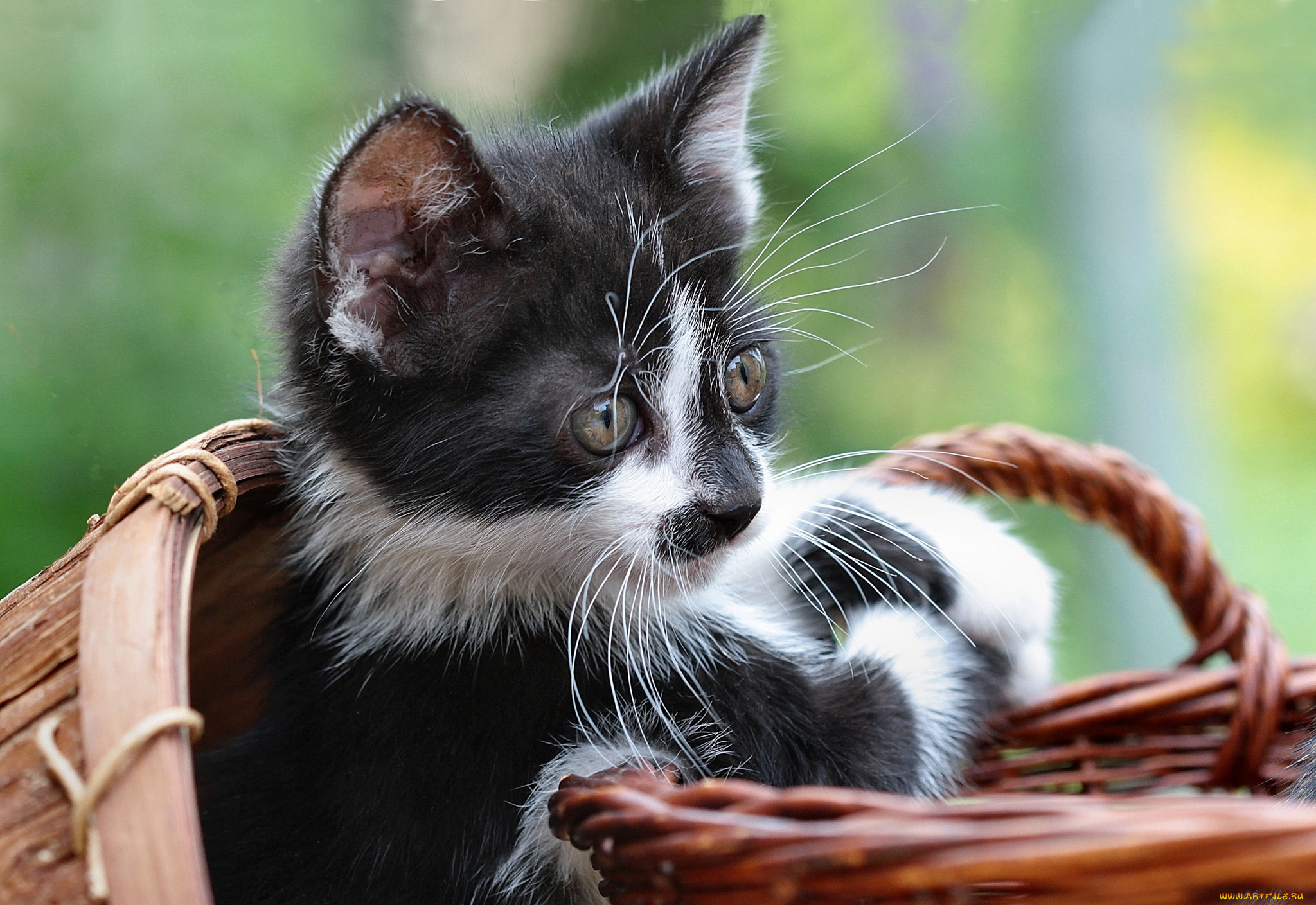 животные, коты, котейка